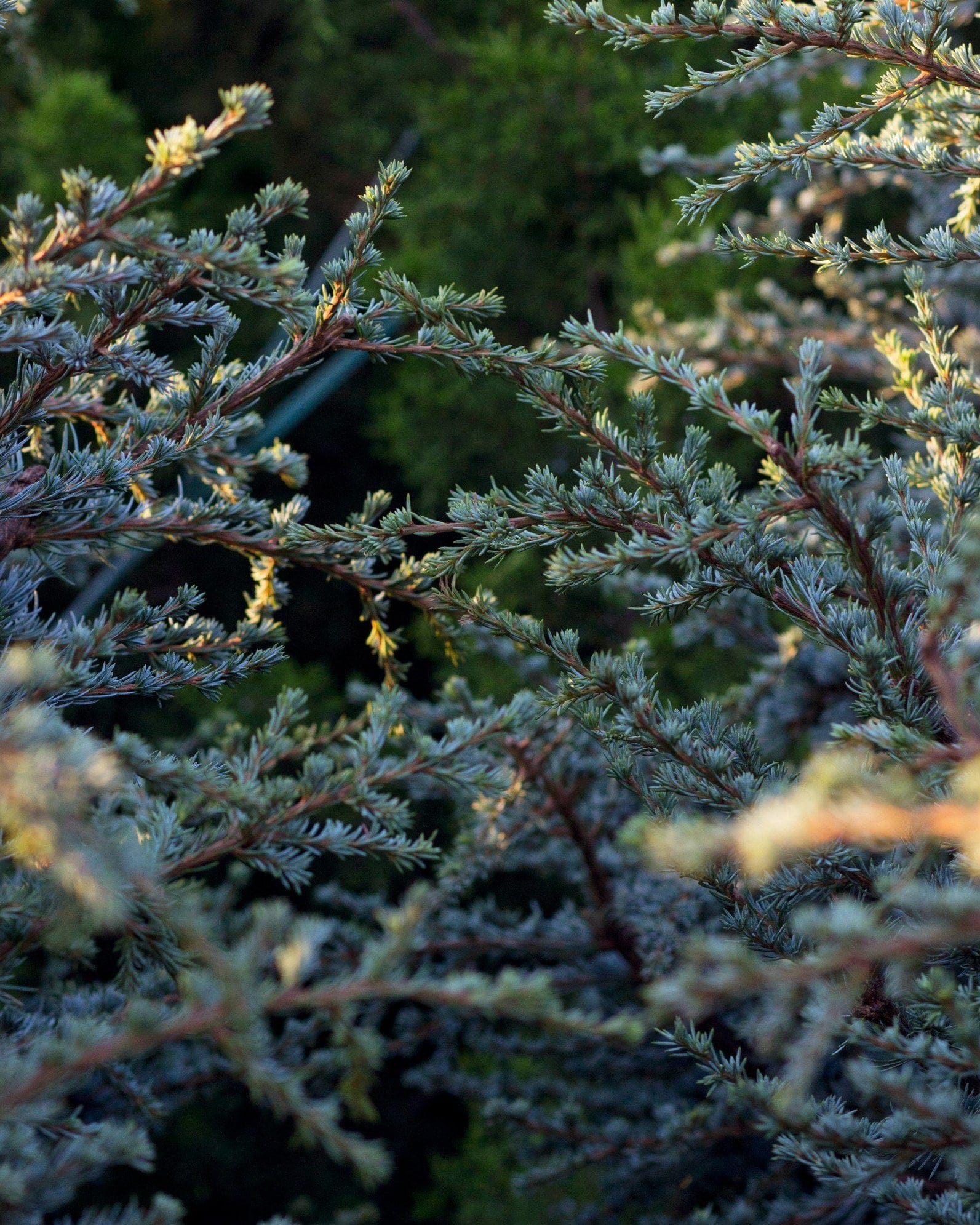 Blue Atlas Cedar Horstmann - view 3