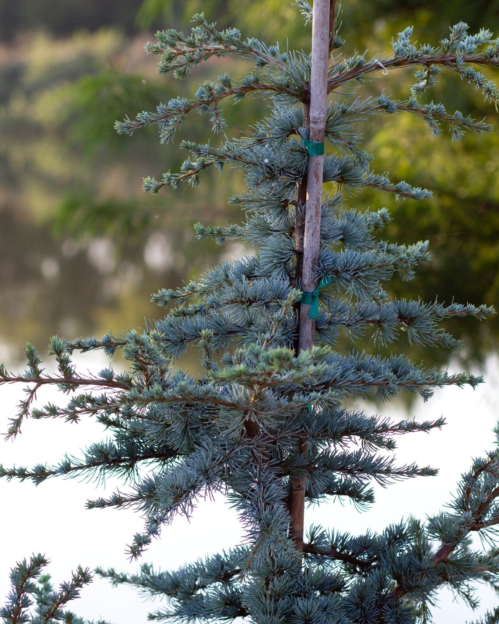 Blue Atlas Cedar Horstmann - view 4