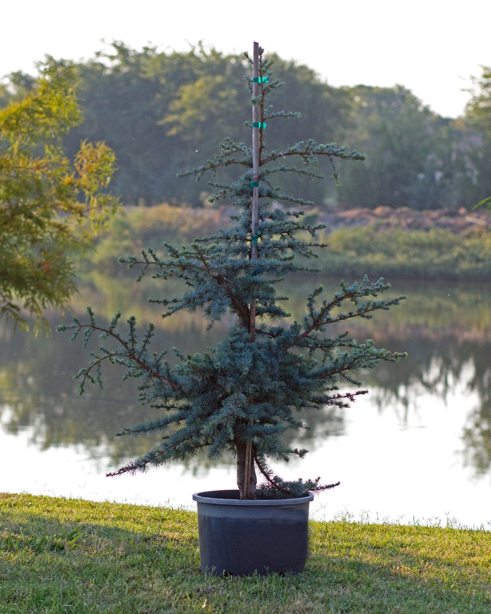 Blue Atlas Cedar Horstmann - view 5