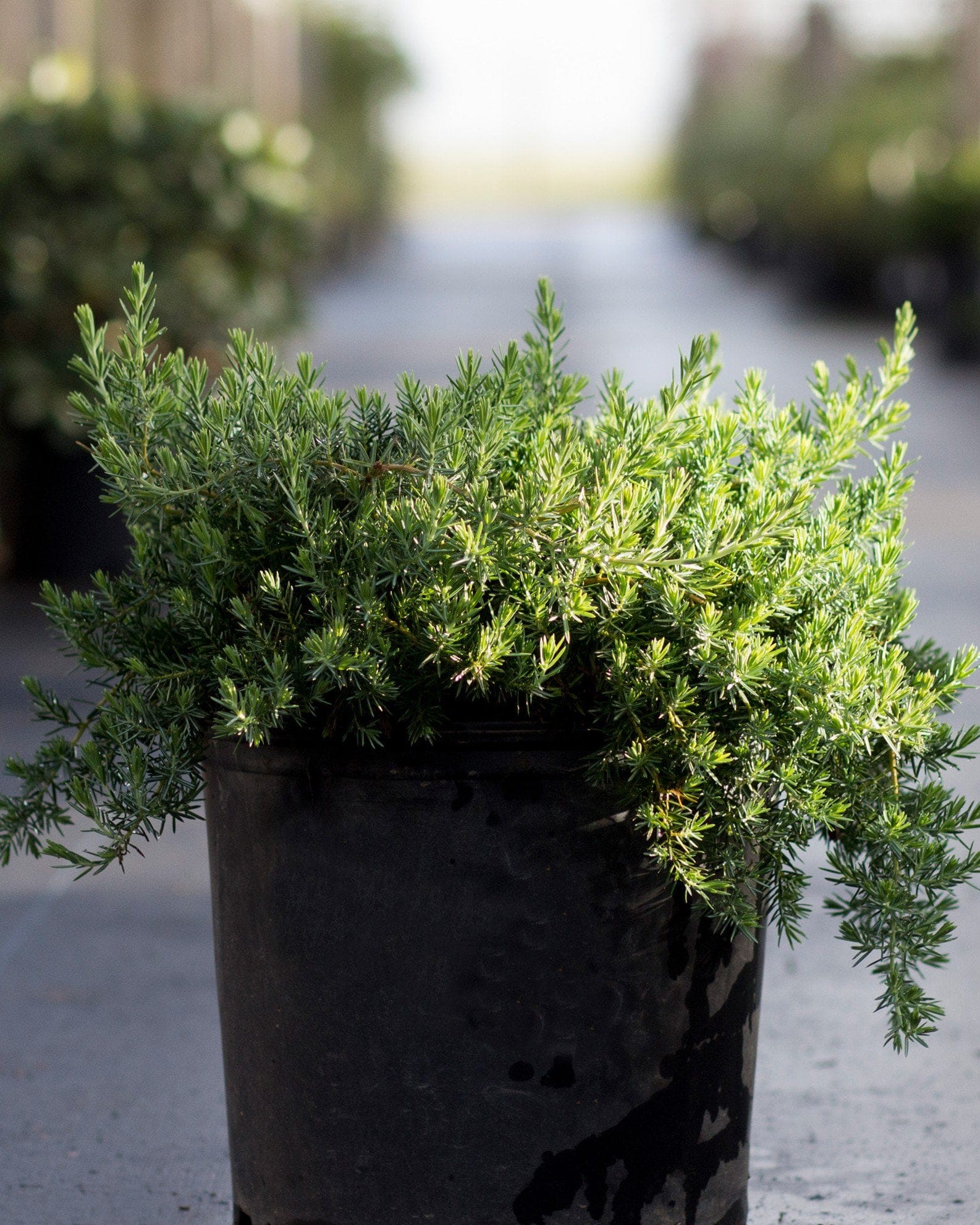 Blue Pacific Juniper - view 3