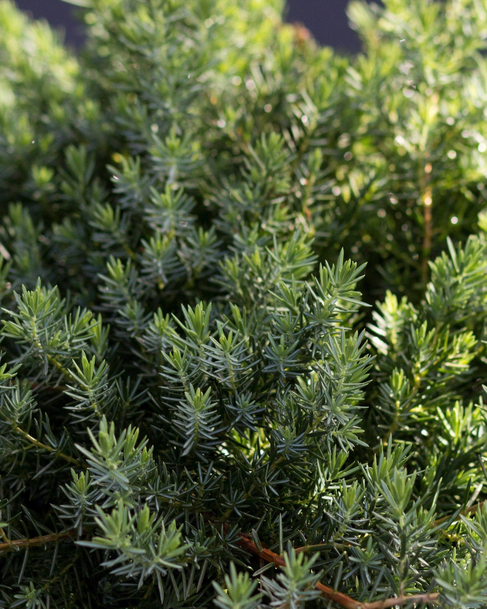 Blue Pacific Juniper - view 4