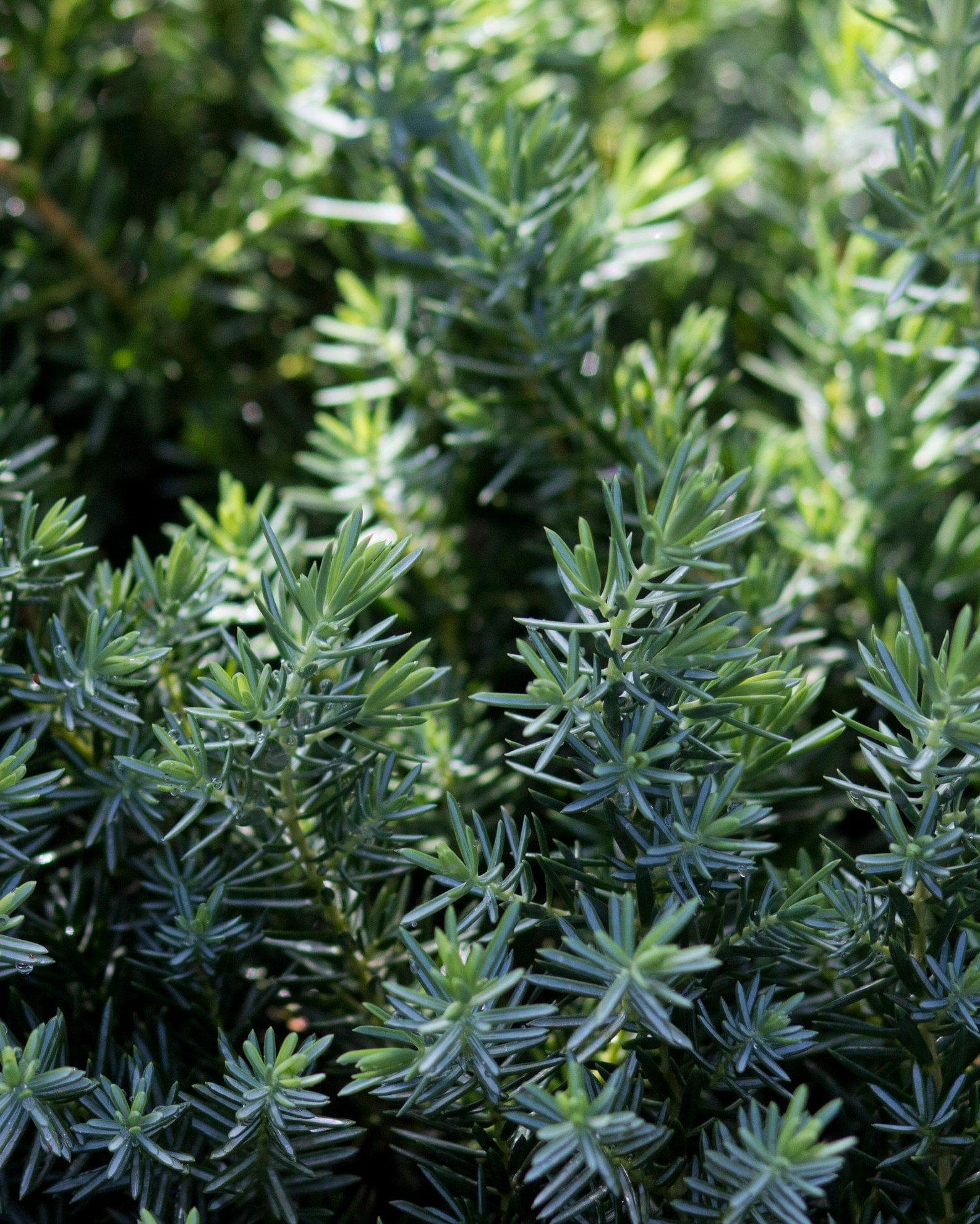 Blue Pacific Juniper - view 5