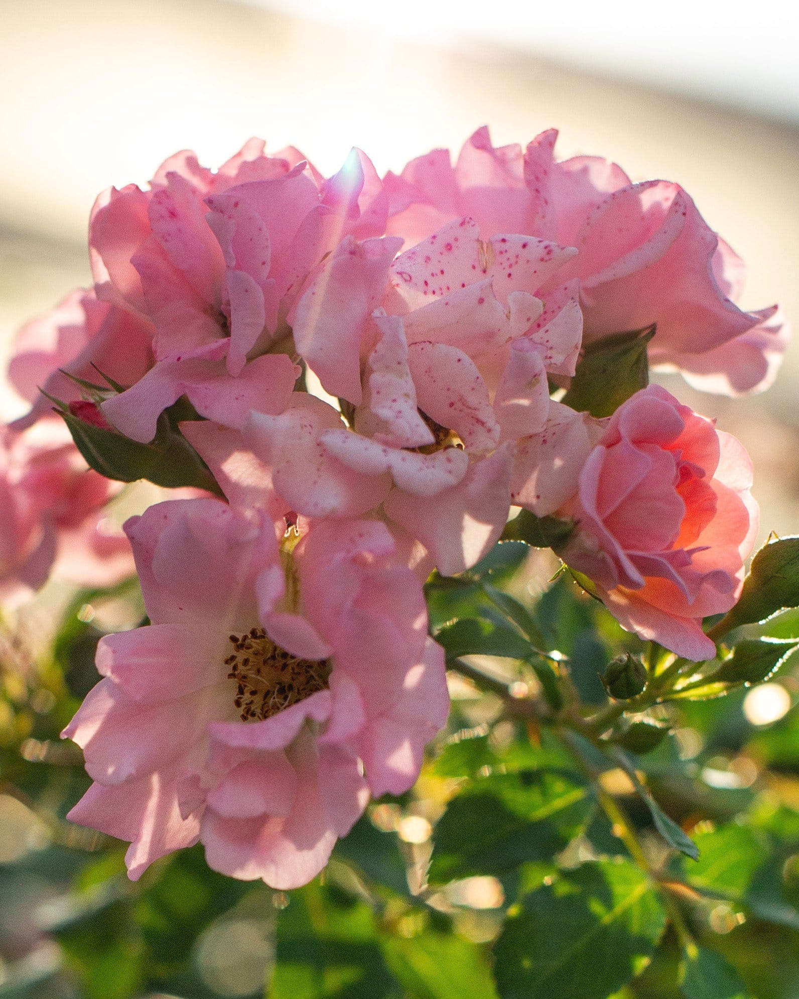 Blushing Drift Rose