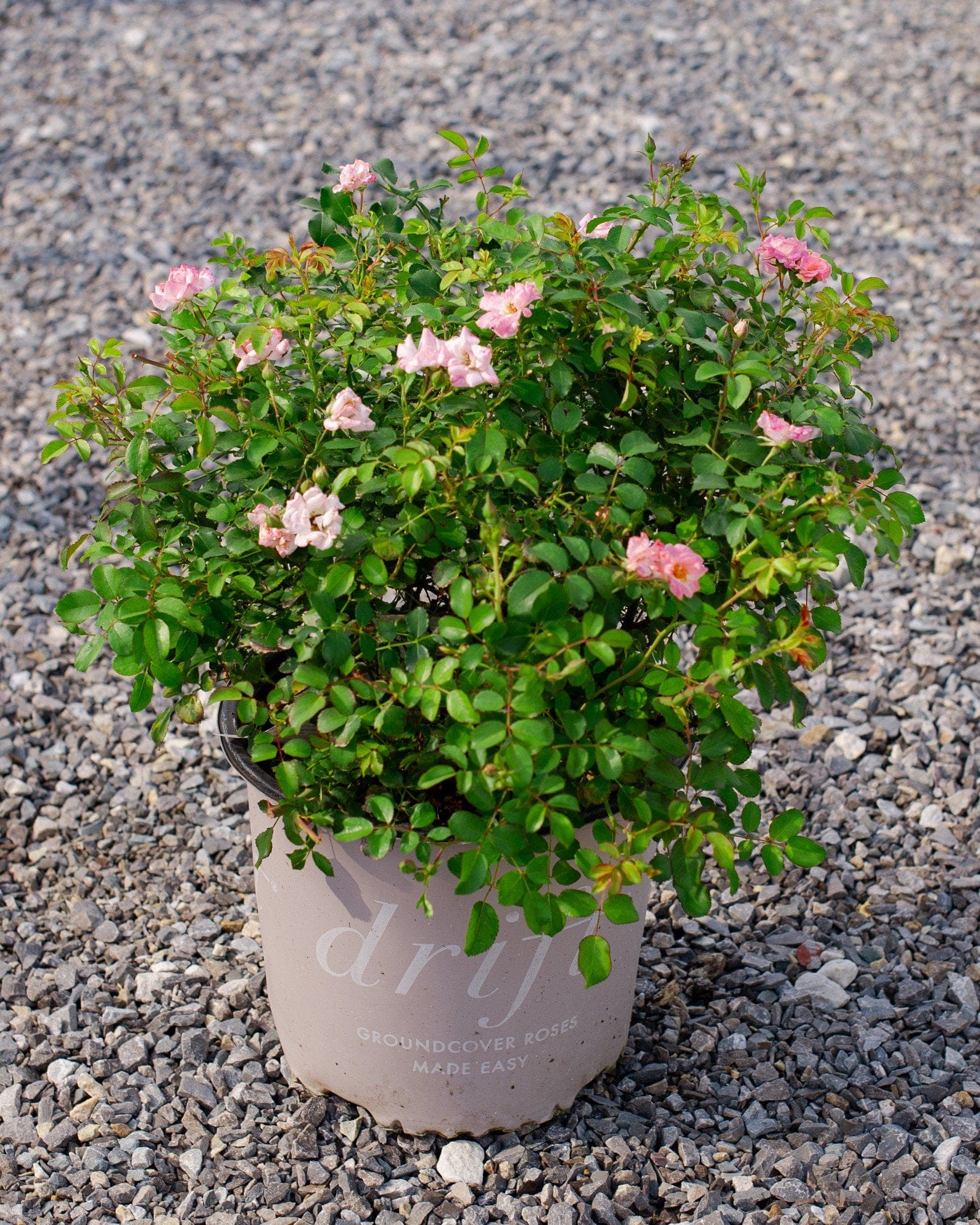Blushing Drift Rose - view 2