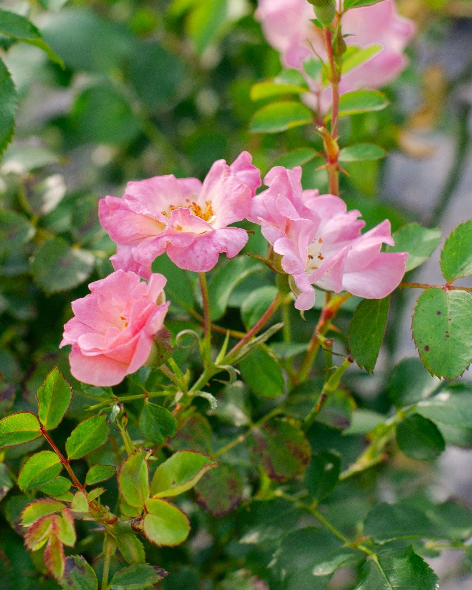 Blushing Drift Rose - view 3