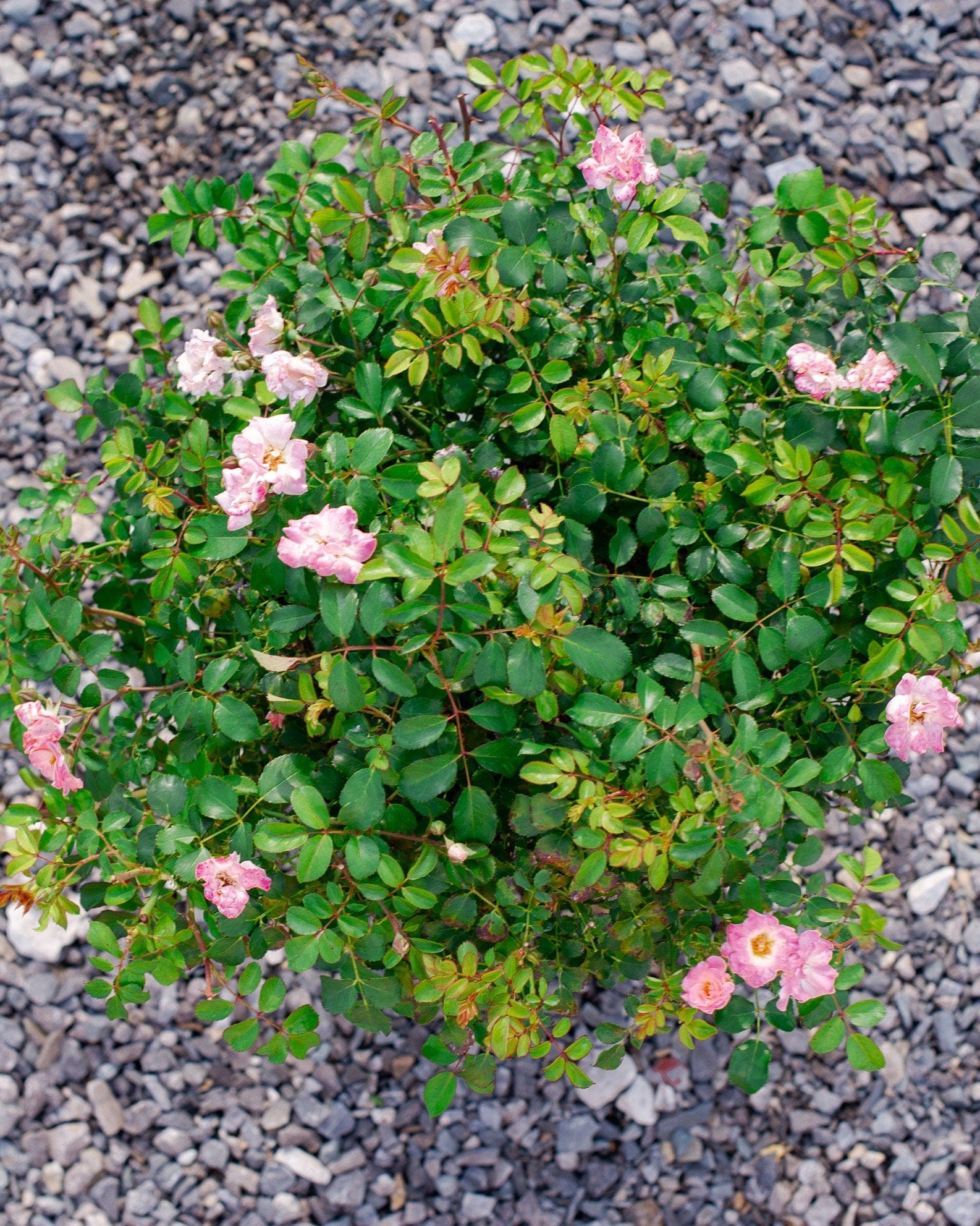 Blushing Drift Rose - view 4