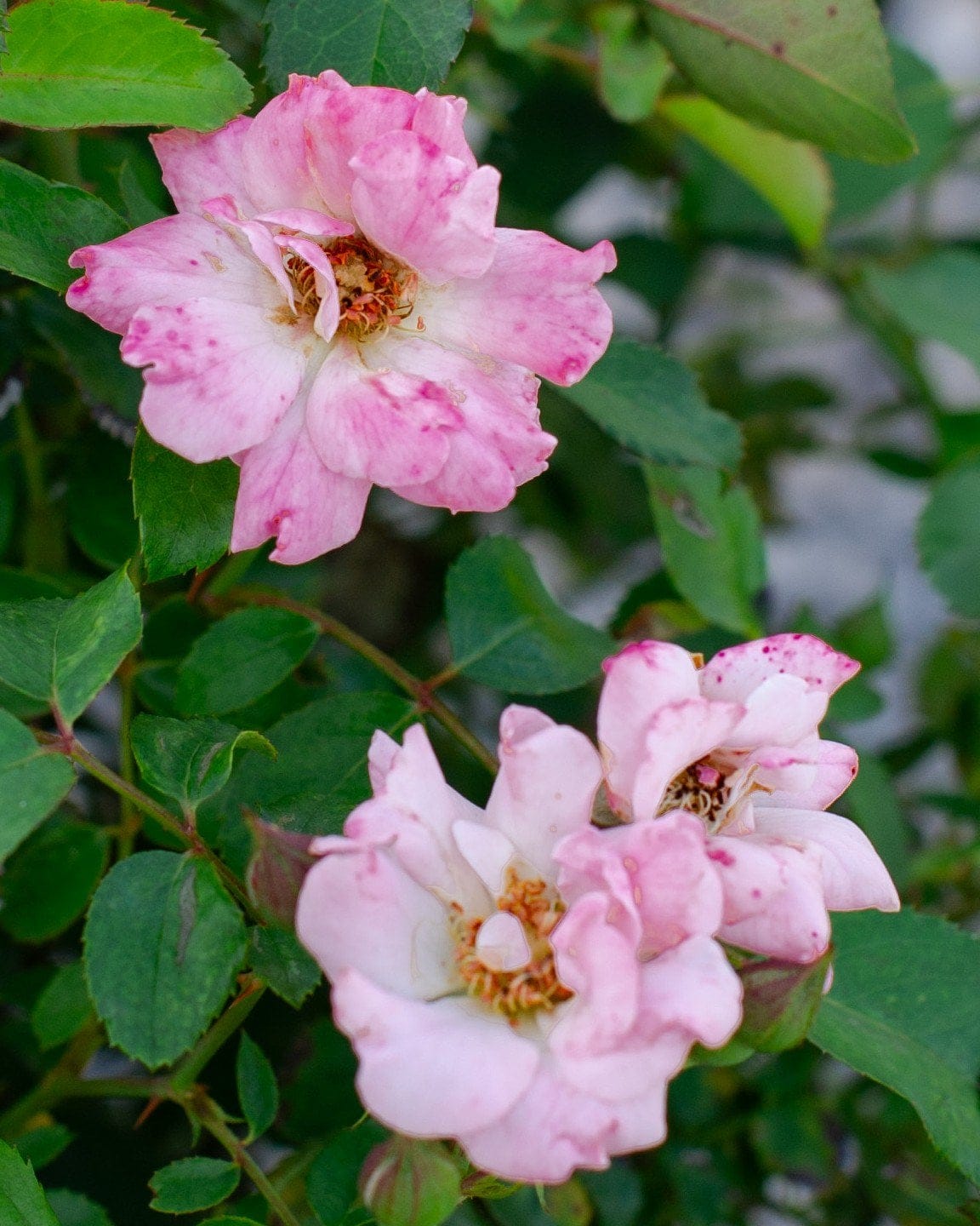 Blushing Drift Rose - view 5