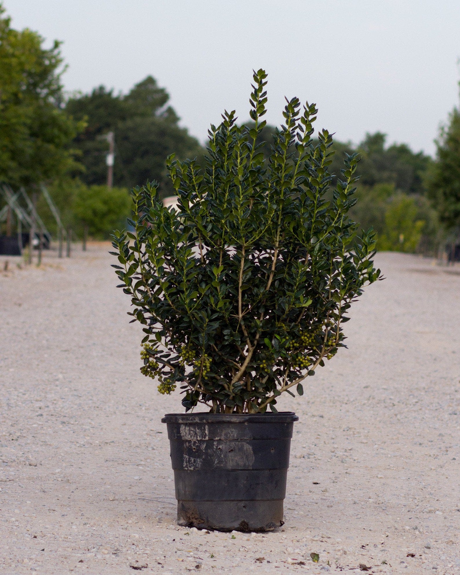 Burford Holly