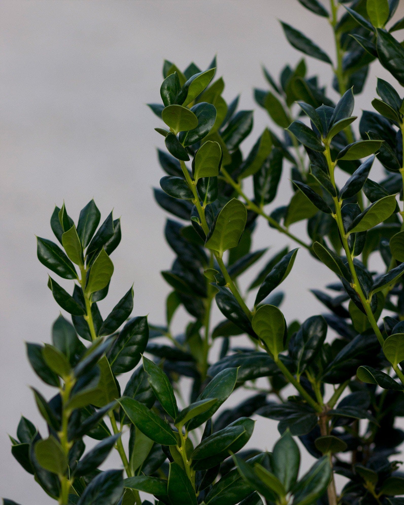 Burford Holly - view 3