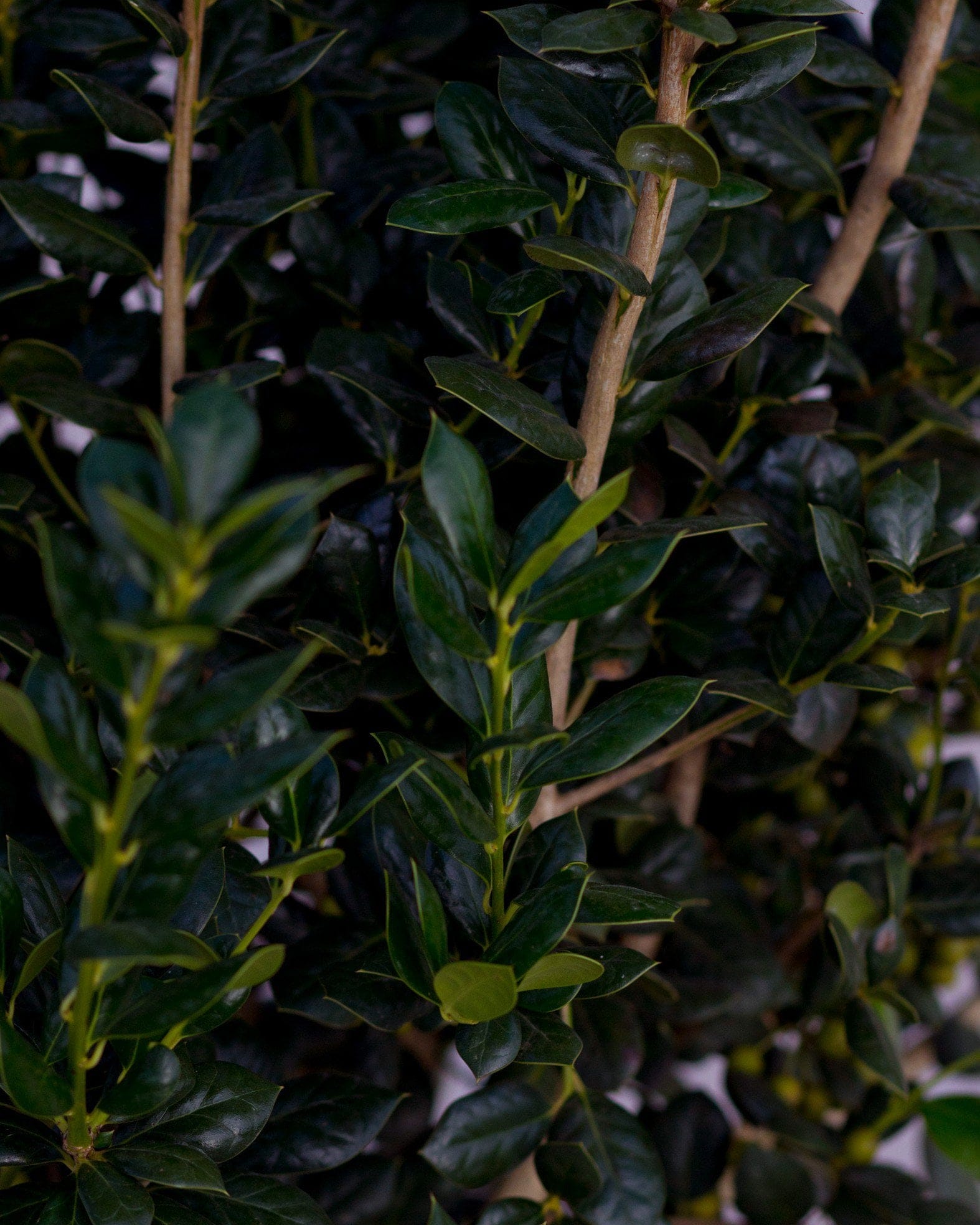 Burford Holly - view 4