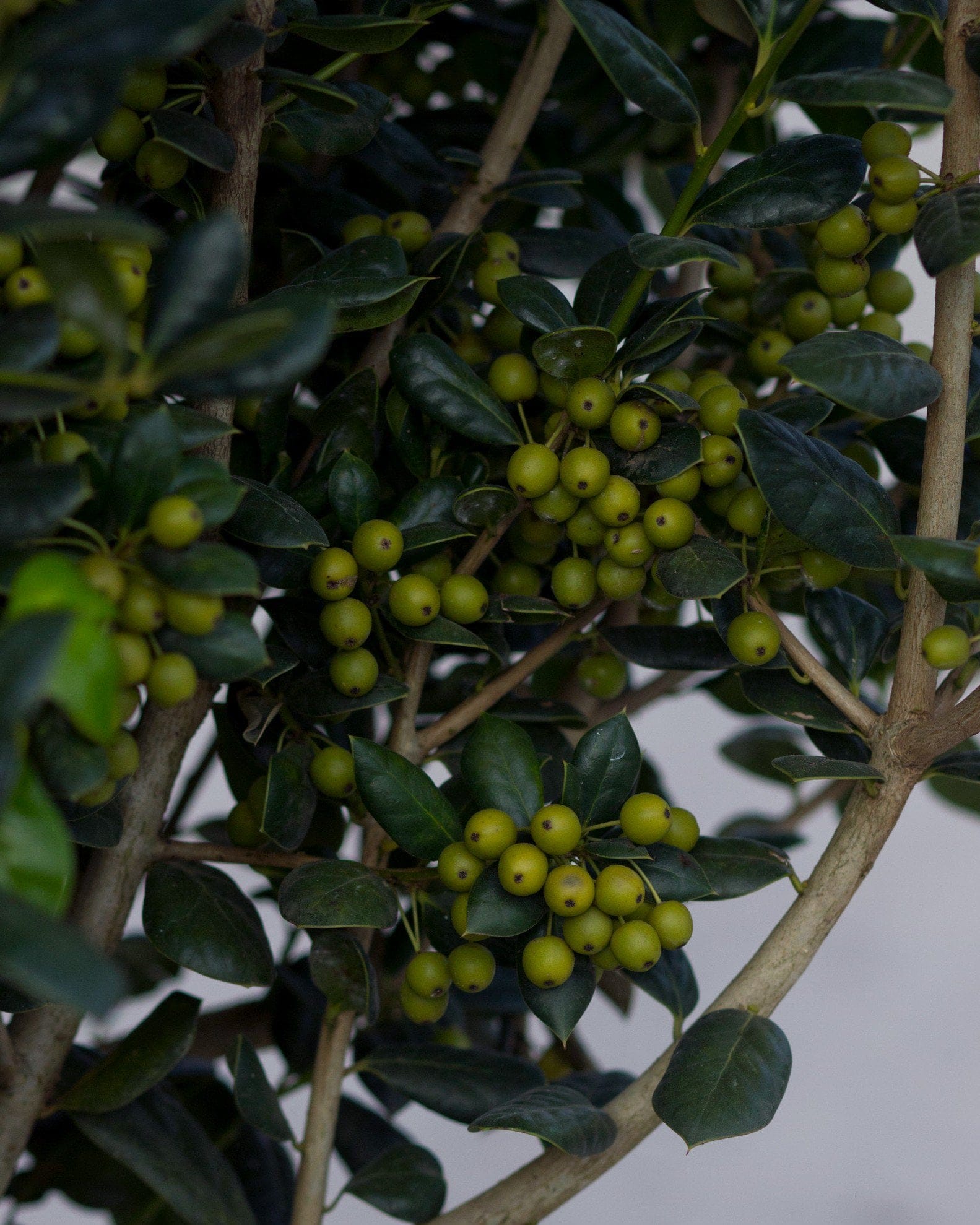 Burford Holly - view 5