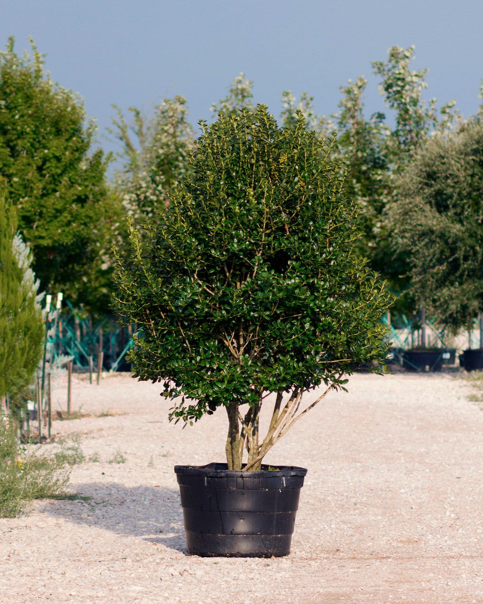 Burford Holly Tree Form