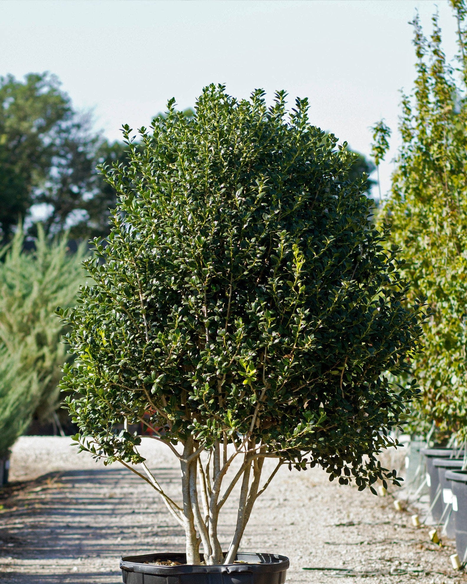 Burford Holly Tree Form - view 5