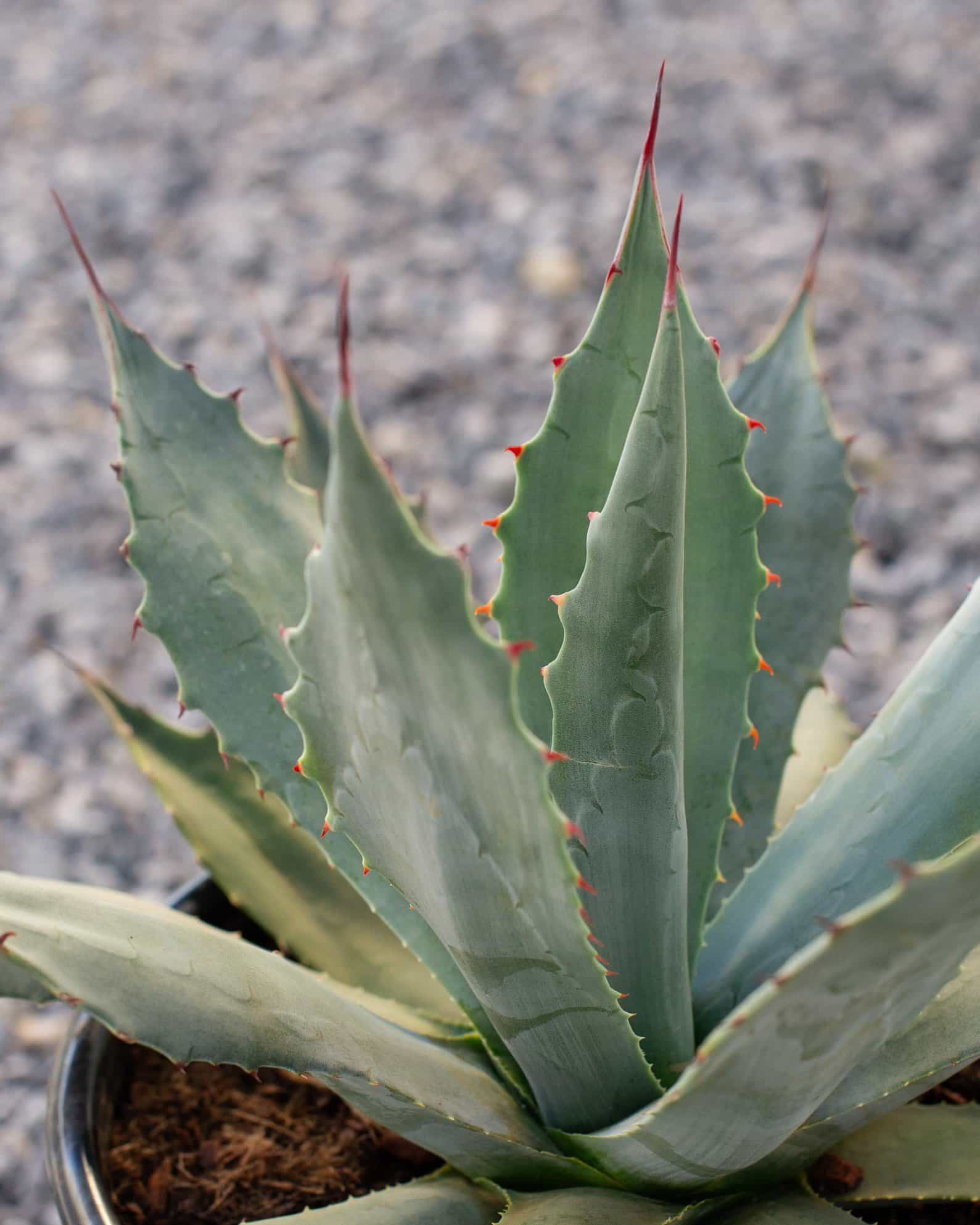 Coues Agave - view 2
