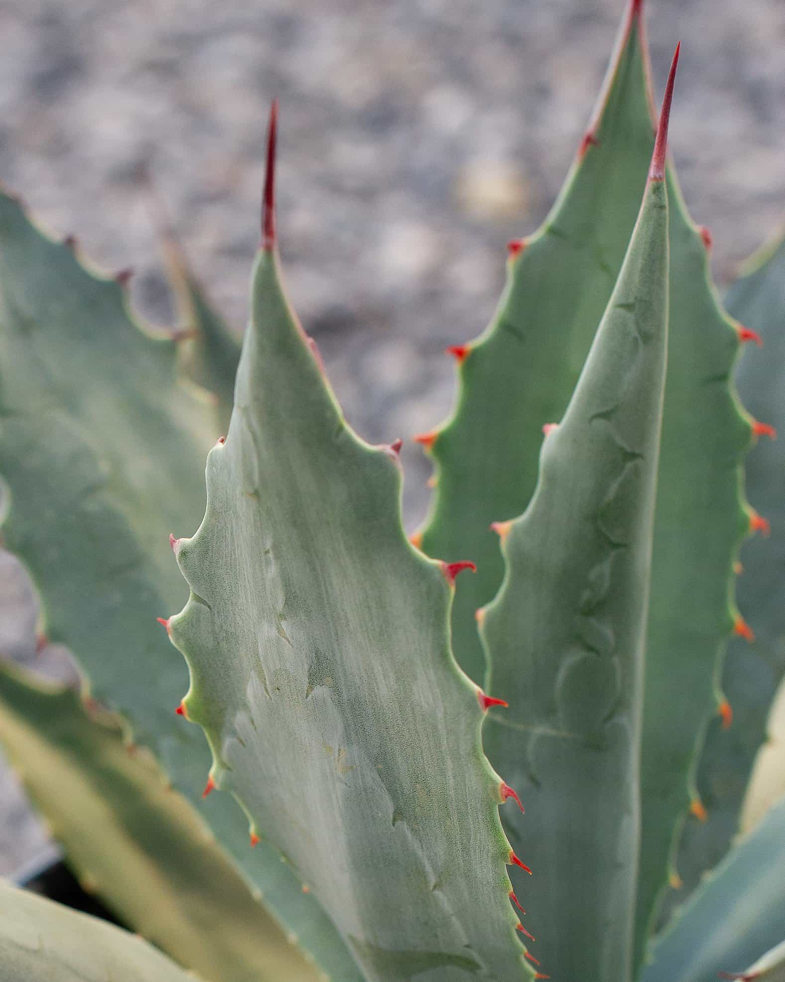 Coues Agave - view 3