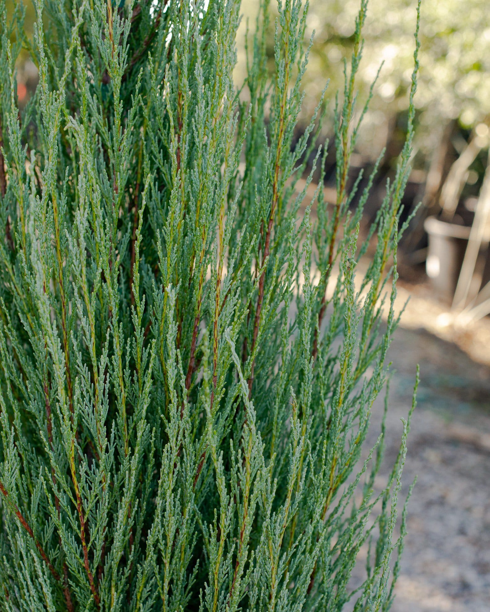 Skyrocket Juniper - view 2