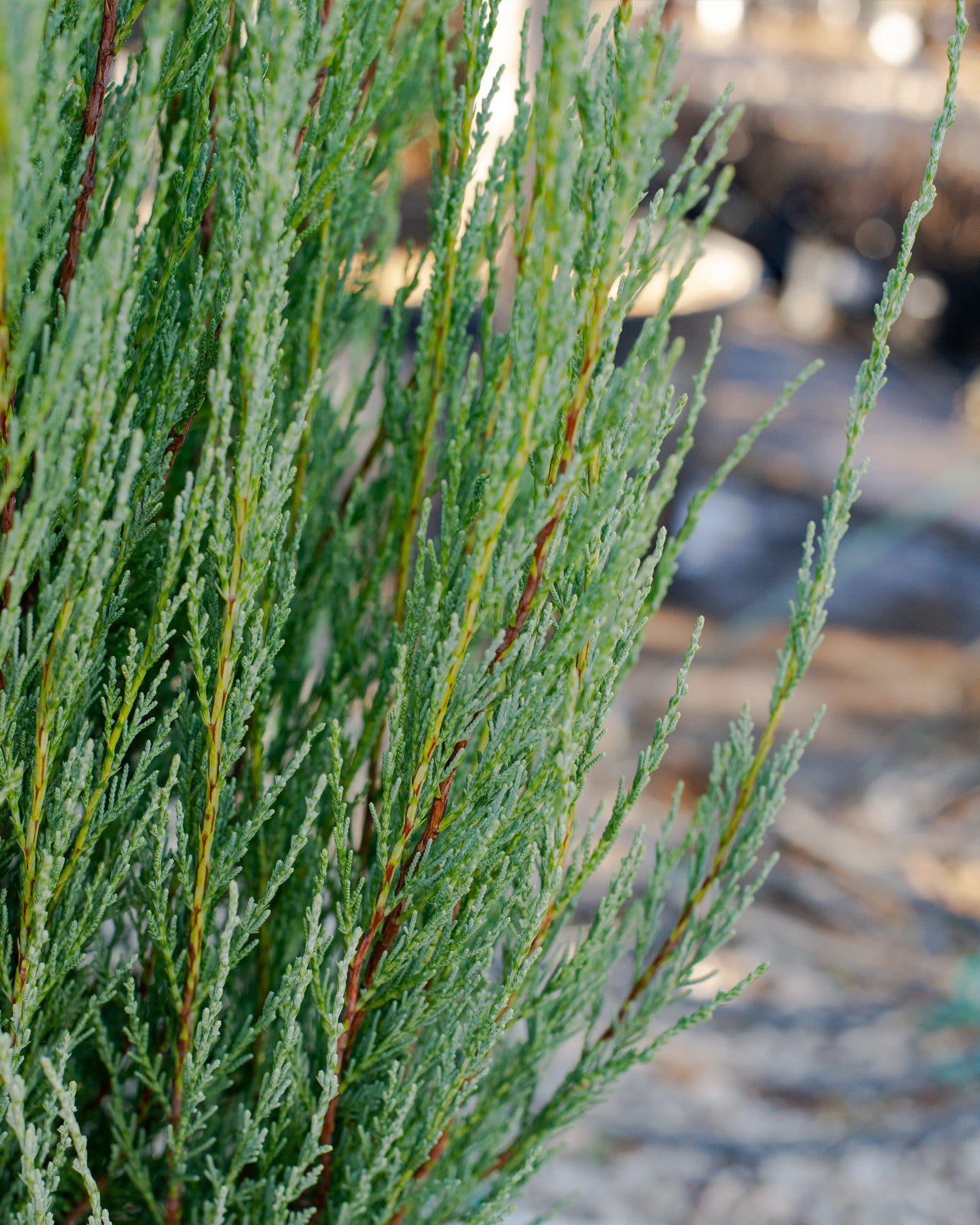 Skyrocket Juniper - view 3