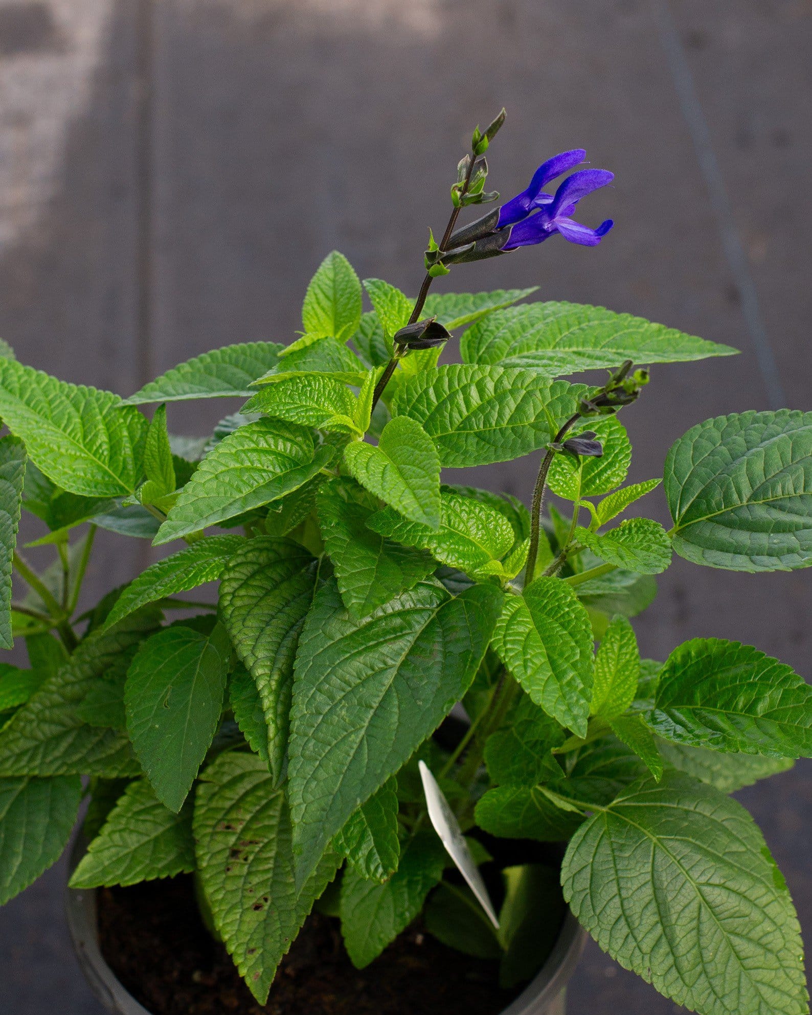Black & Blue Salvia - view 3