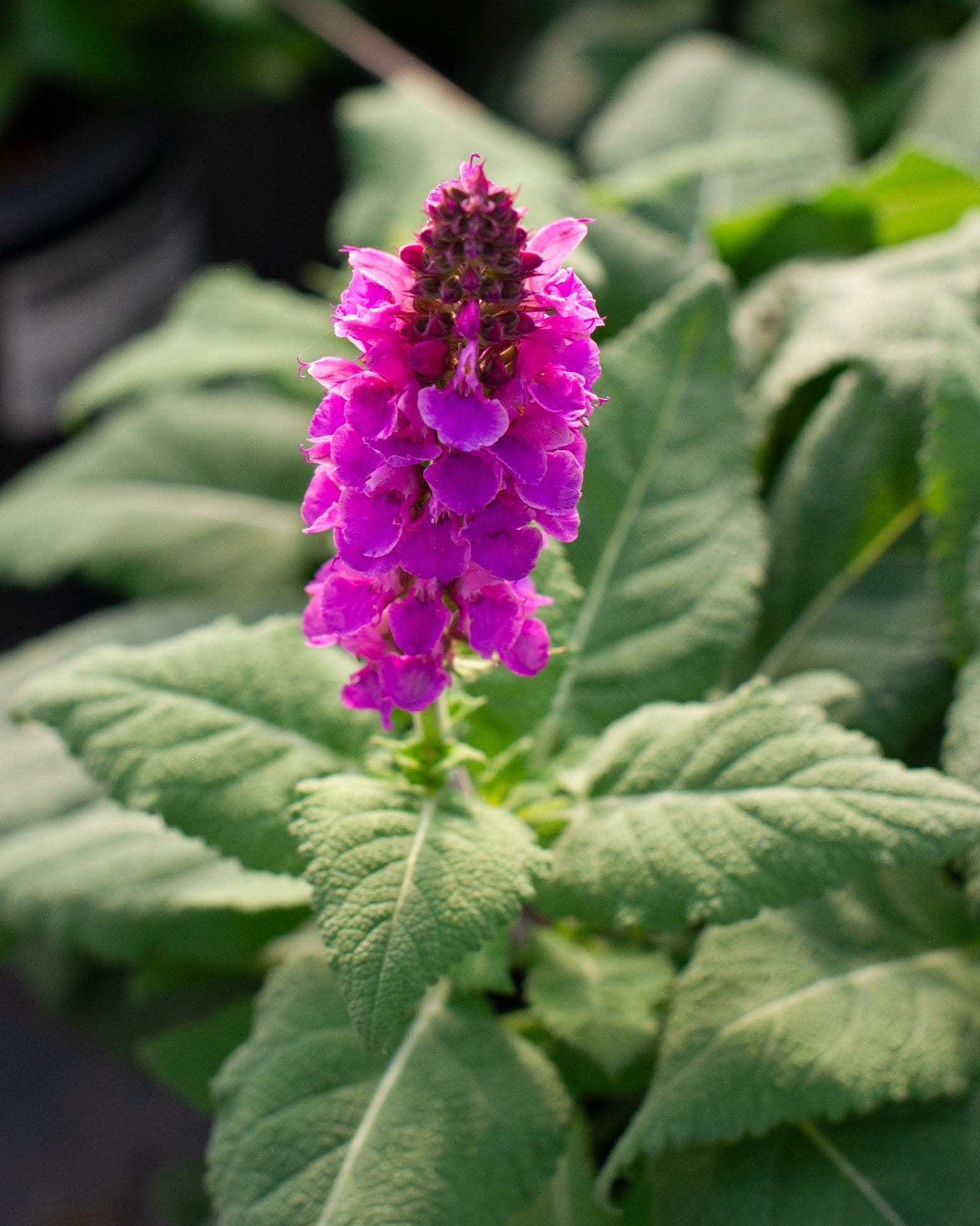 Rose Marvel Salvia - view 2