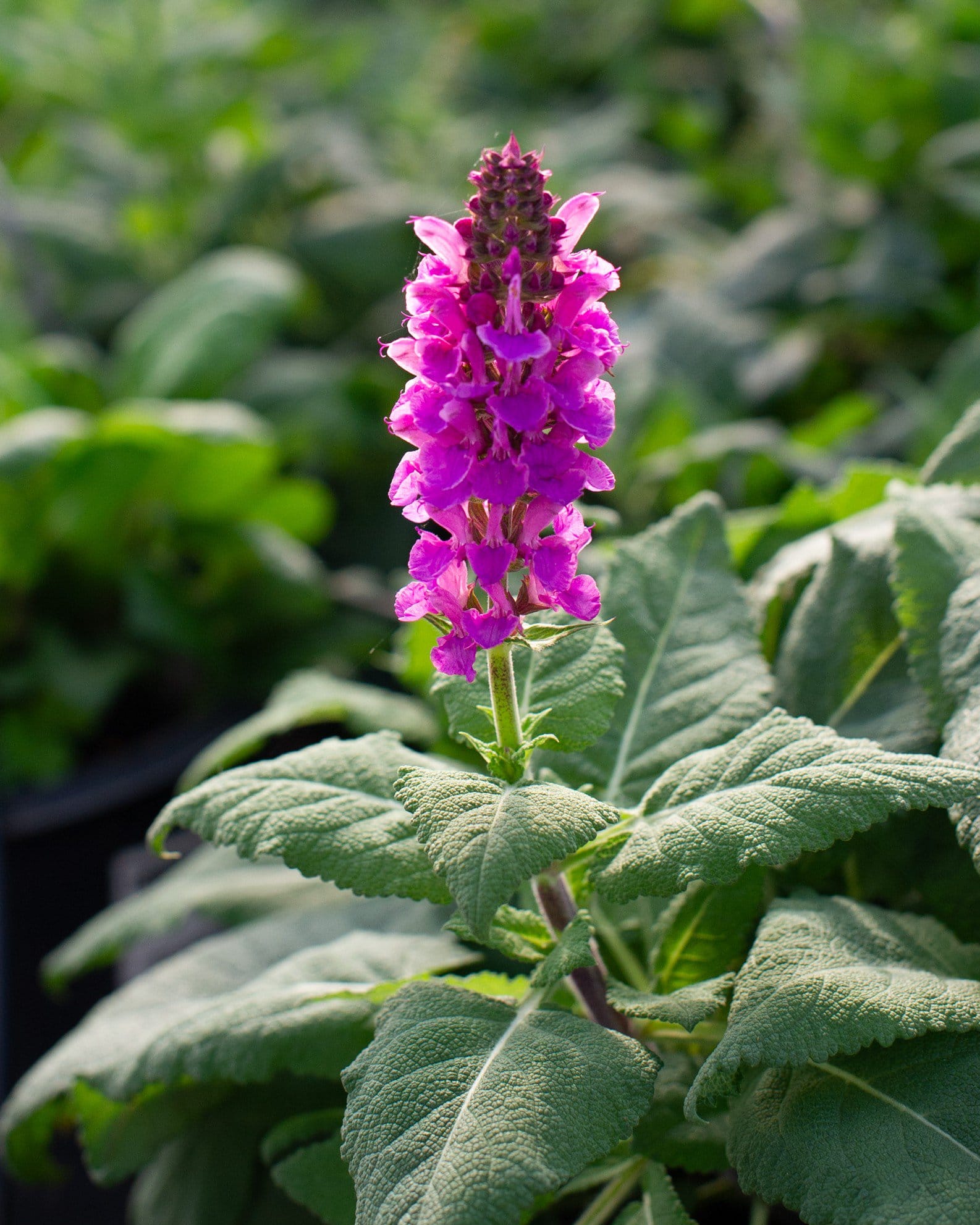Rose Marvel Salvia - view 3