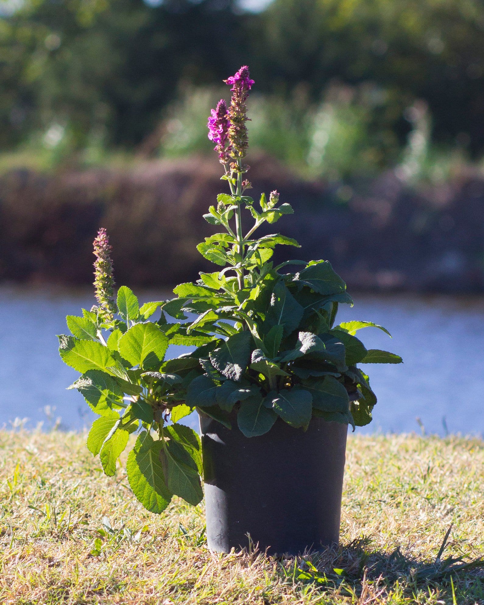 Rose Marvel Salvia - view 4