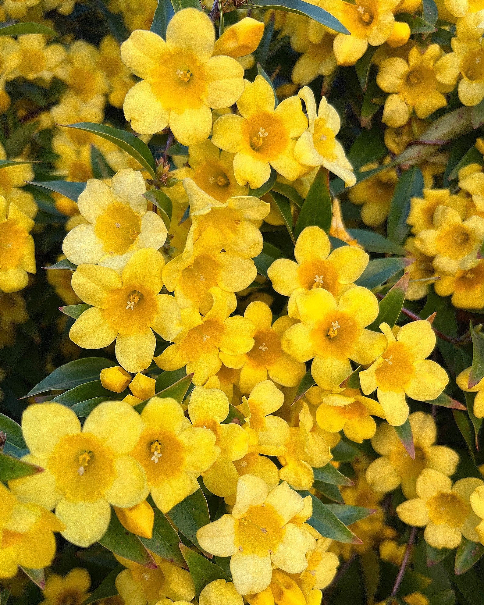 Carolina Jasmine