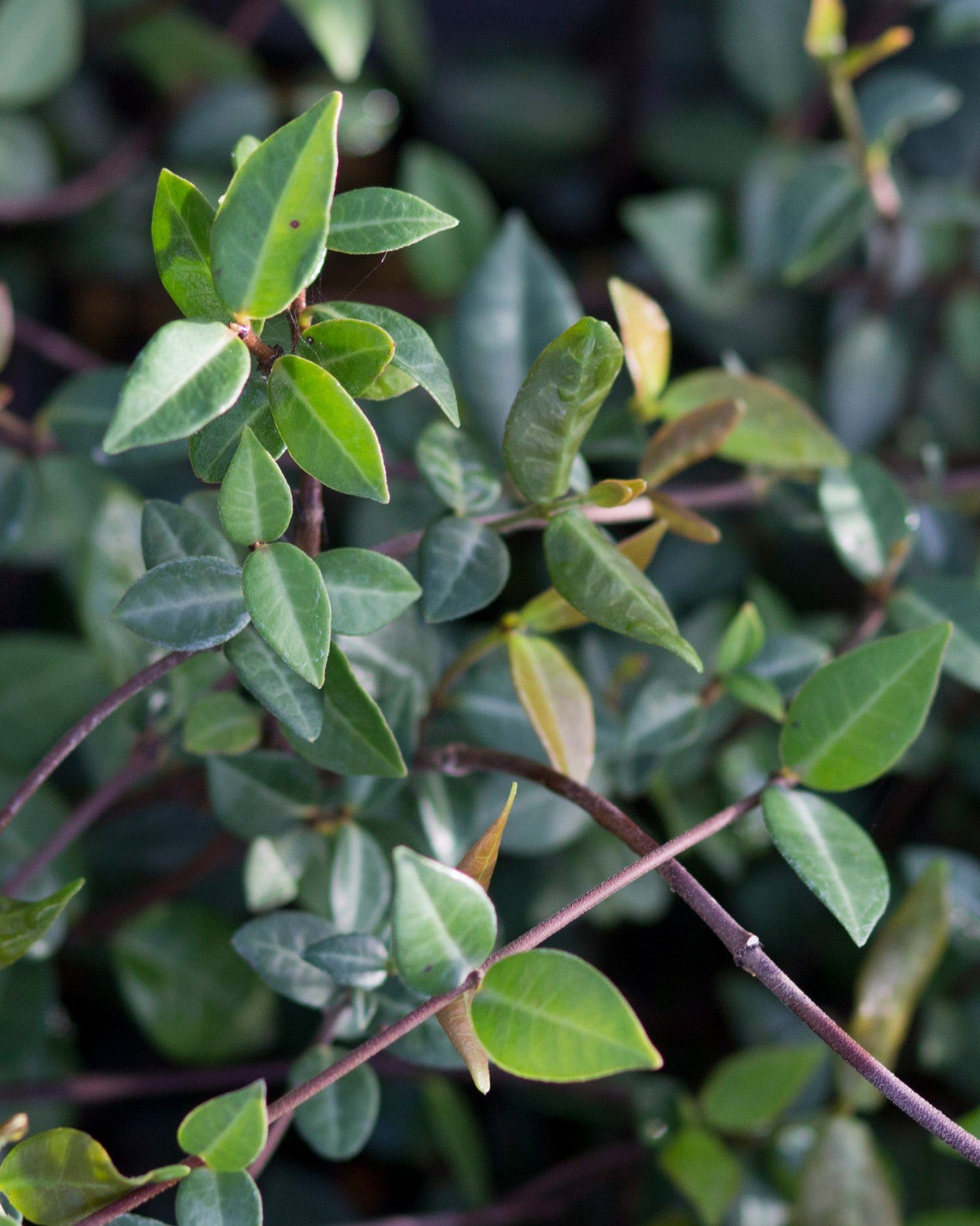 Asiatic Jasmine - view 3