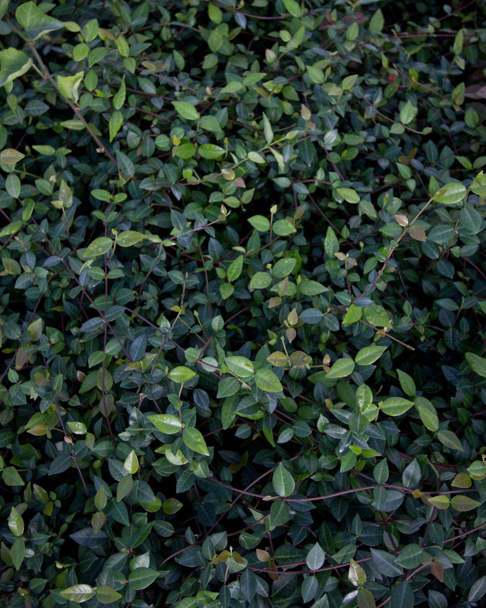Asiatic Jasmine - view 4