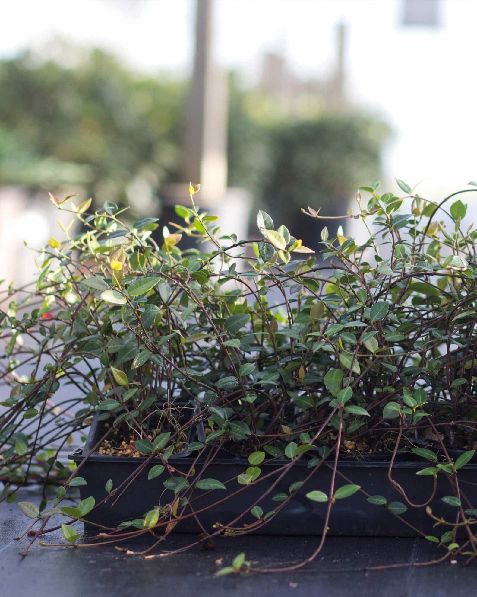 Asiatic Jasmine - view 5