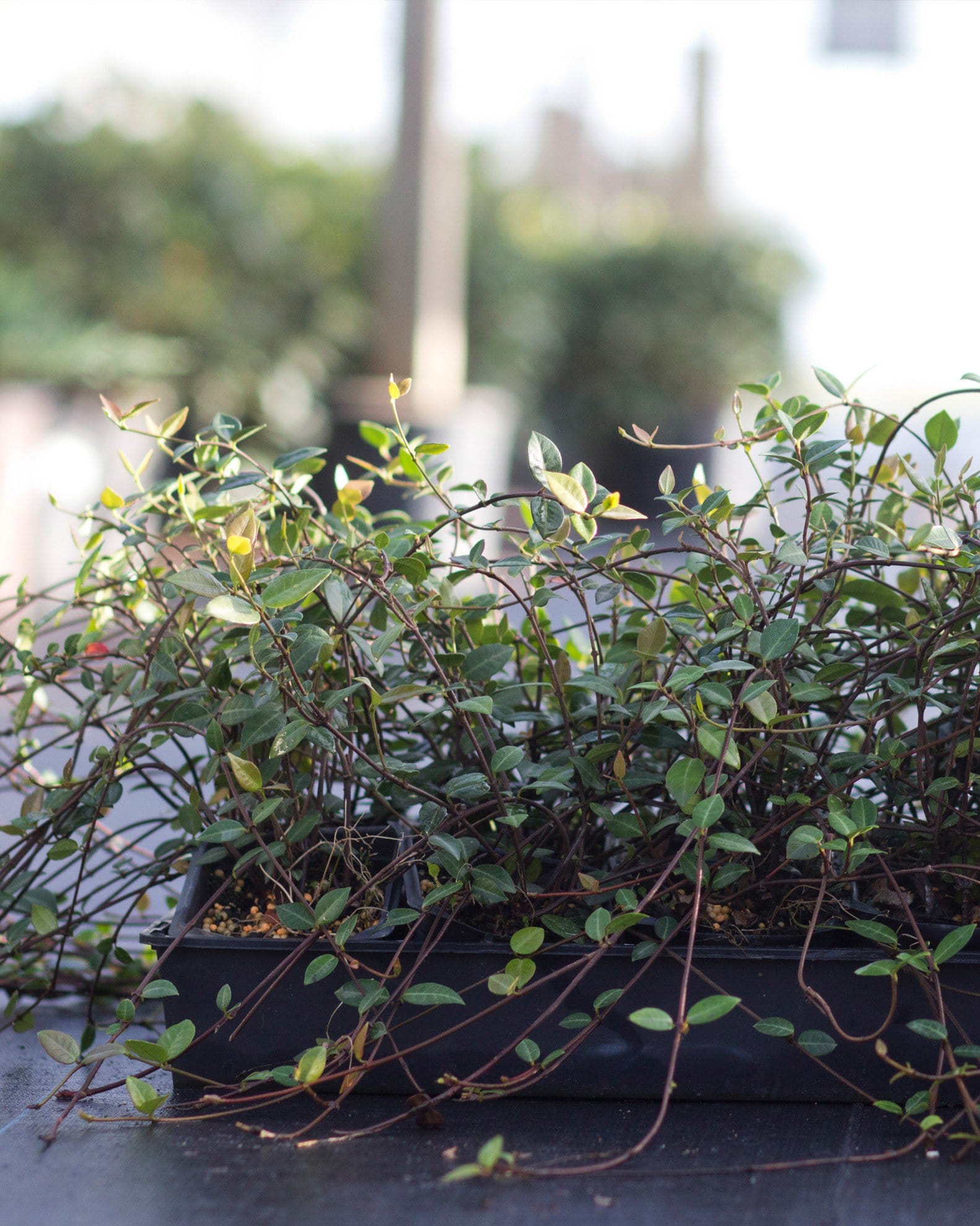 Asiatic Jasmine - view 5