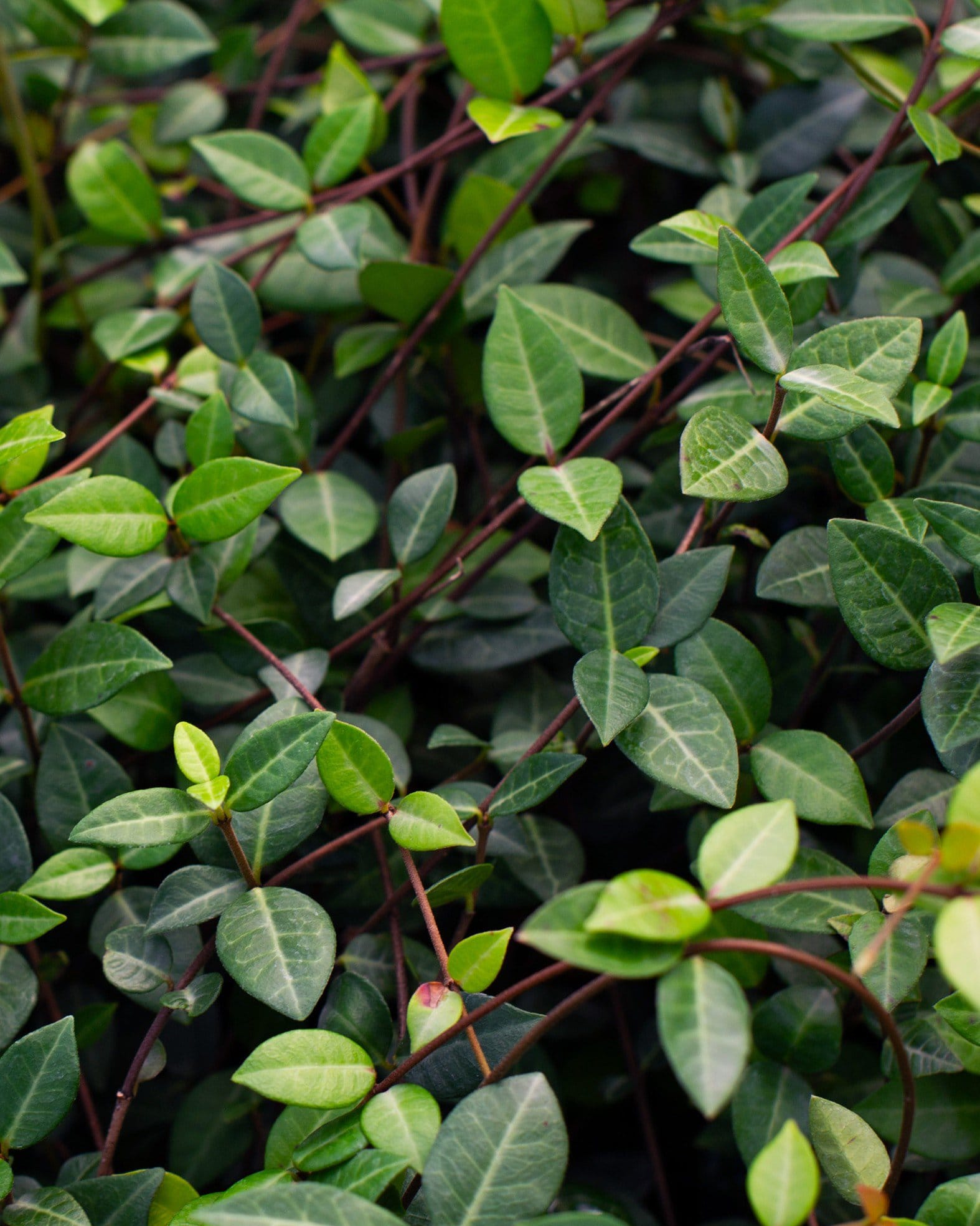 Asiatic Jasmine