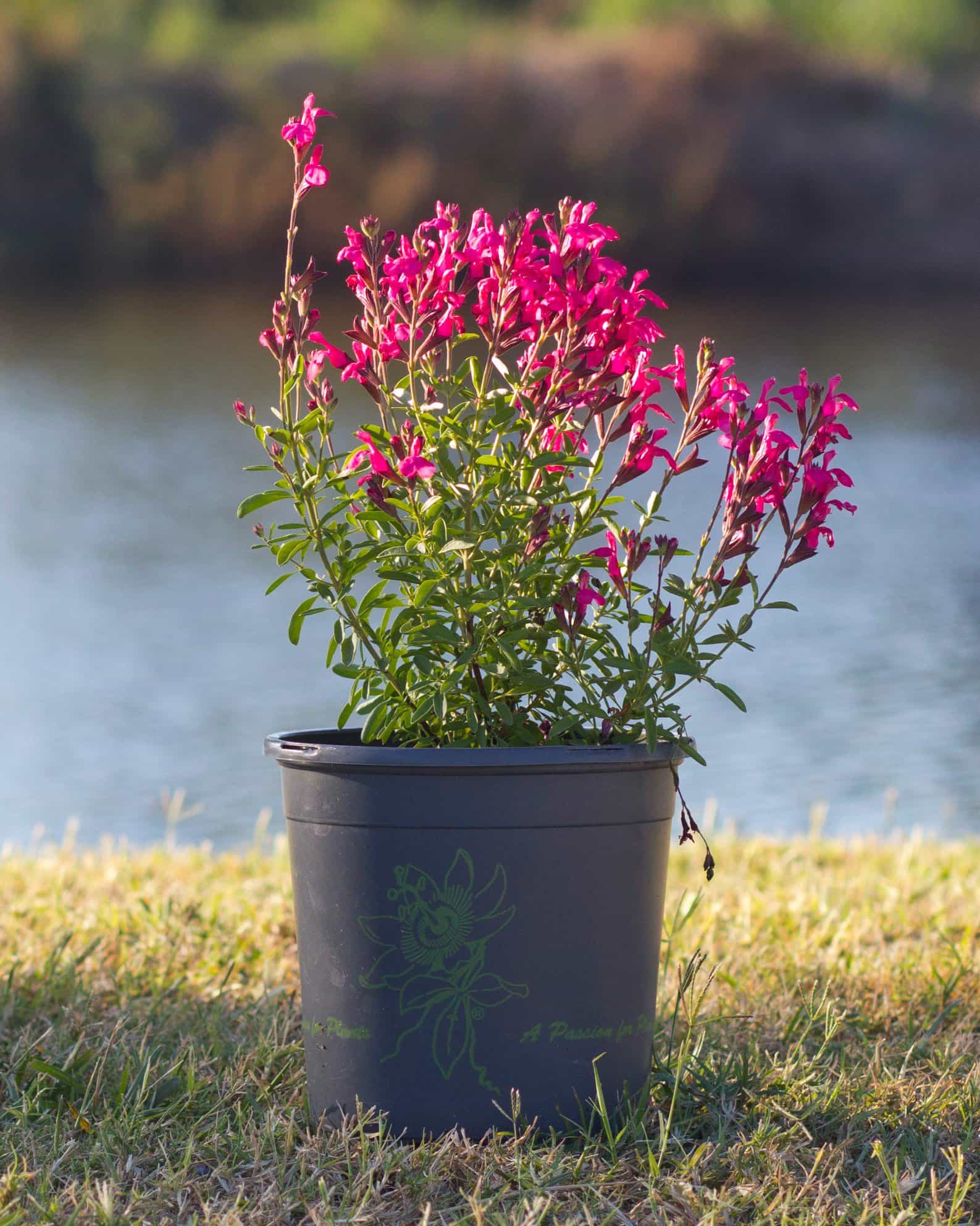 Arctic Blaze Fuchsia Salvia - view 5