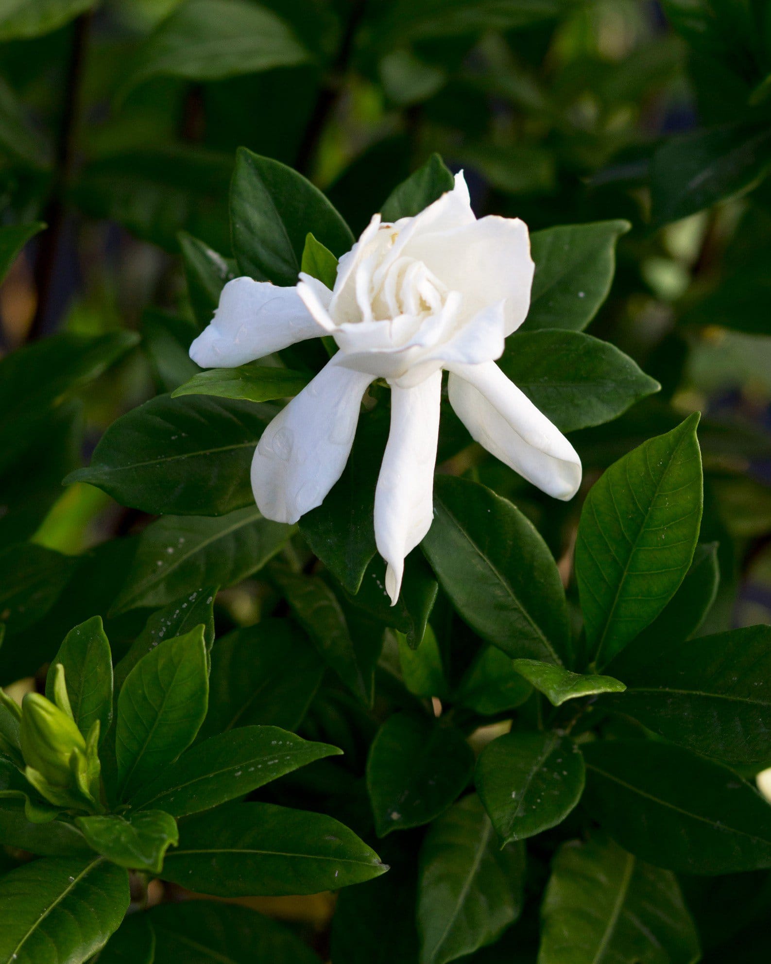 August Beauty Gardenia - view 5