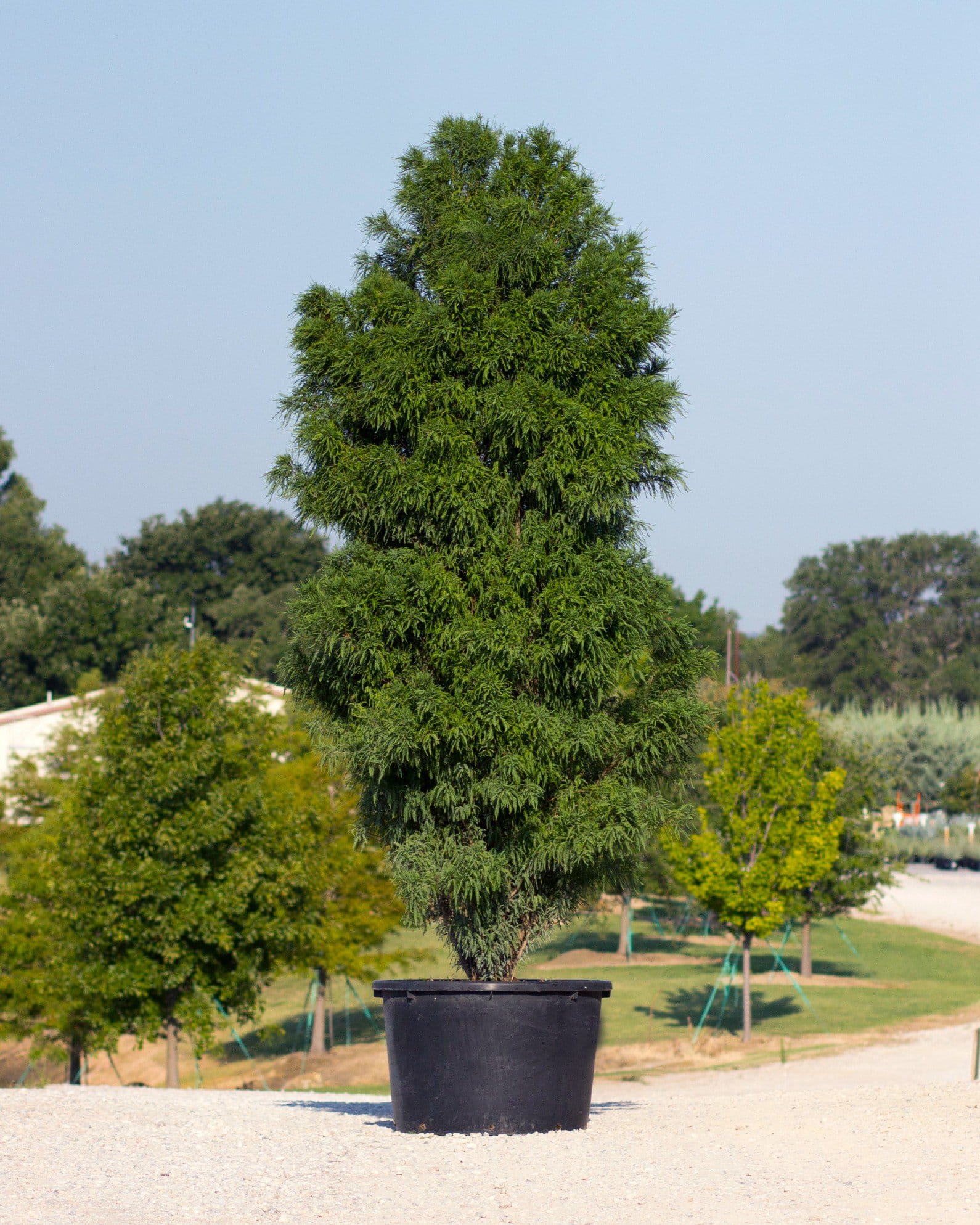 Bald Cypress Lindsey's Skyward