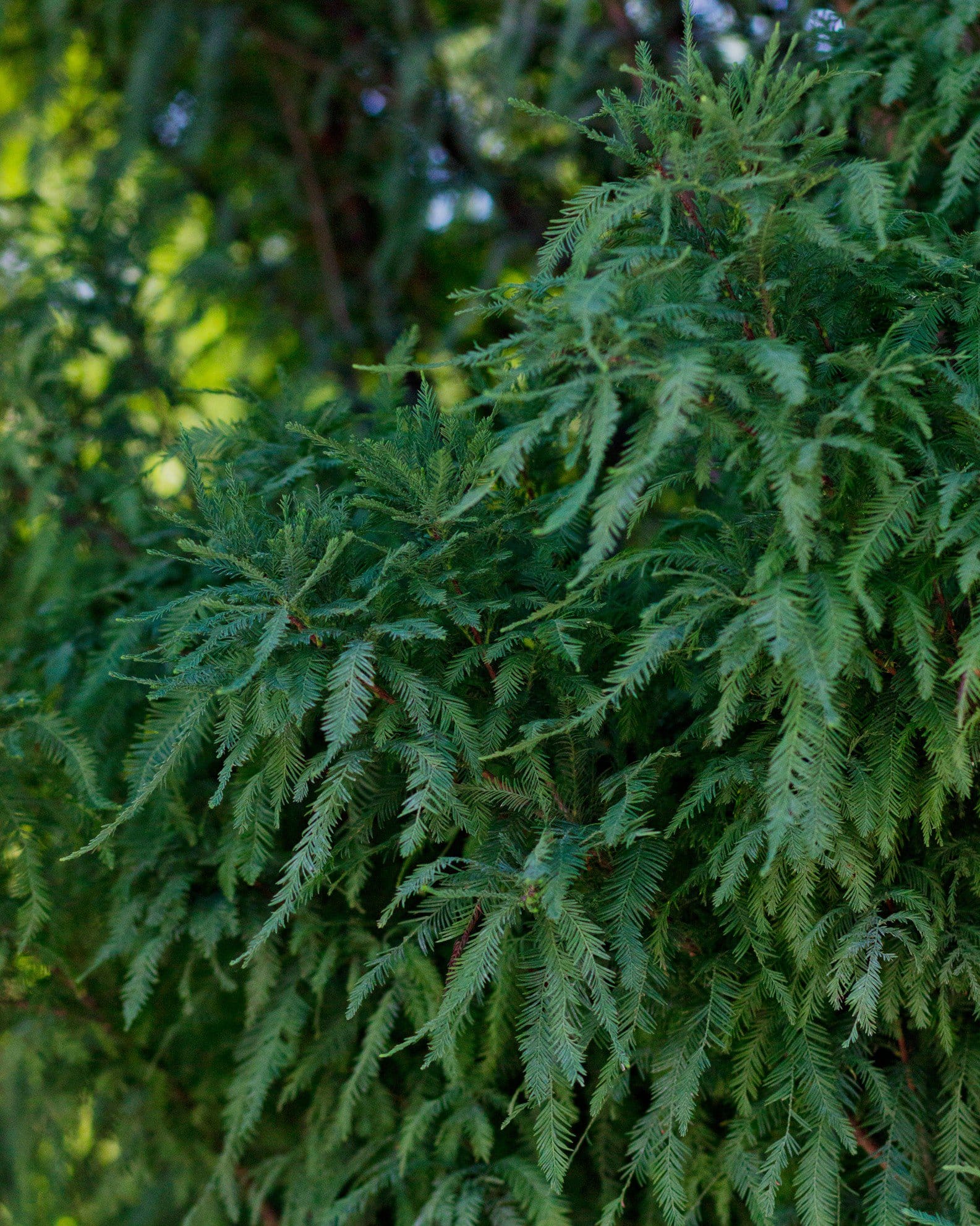 Bald Cypress Lindsey's Skyward - view 5