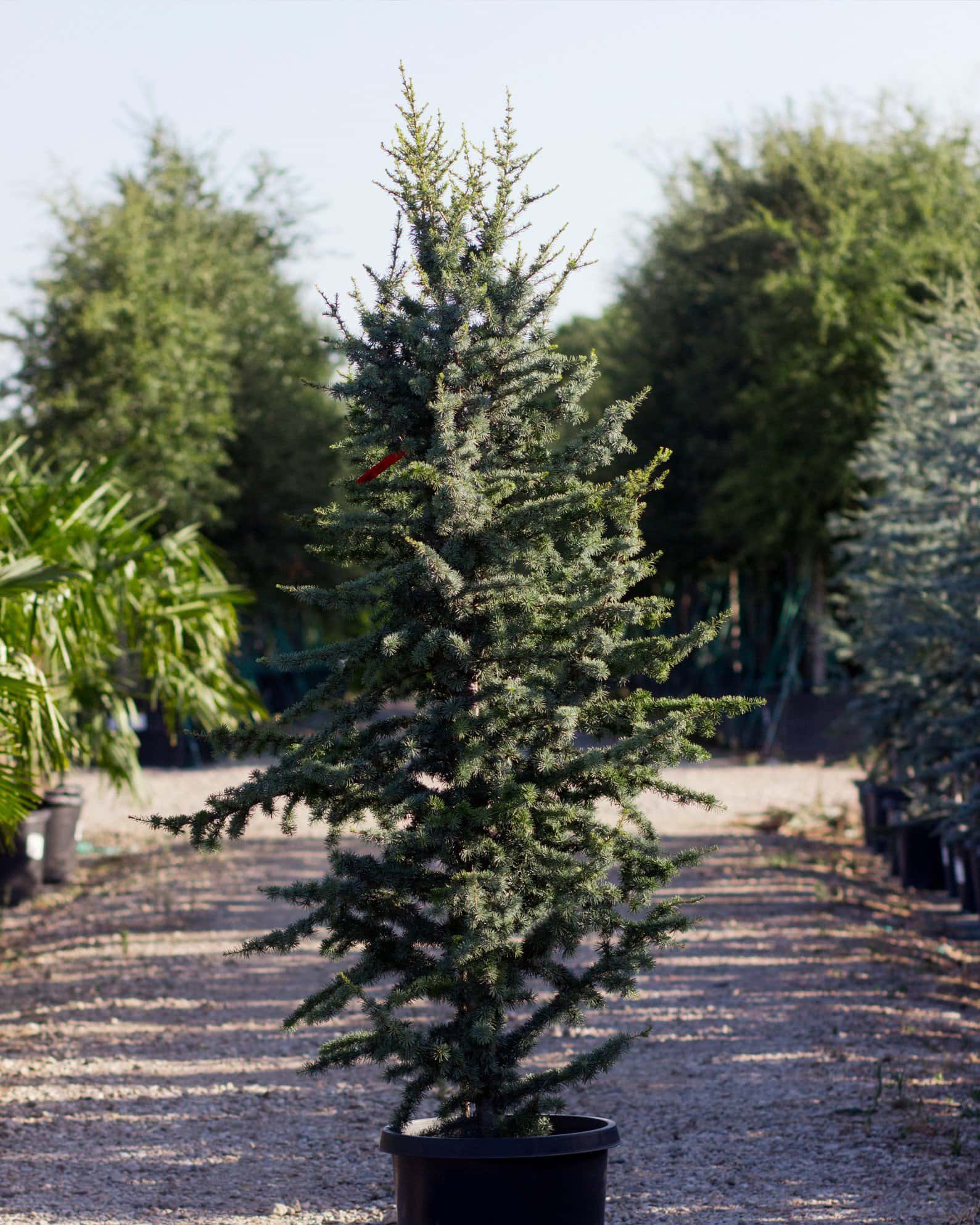 Blue Atlas Cedar Fastigiata - Main Image