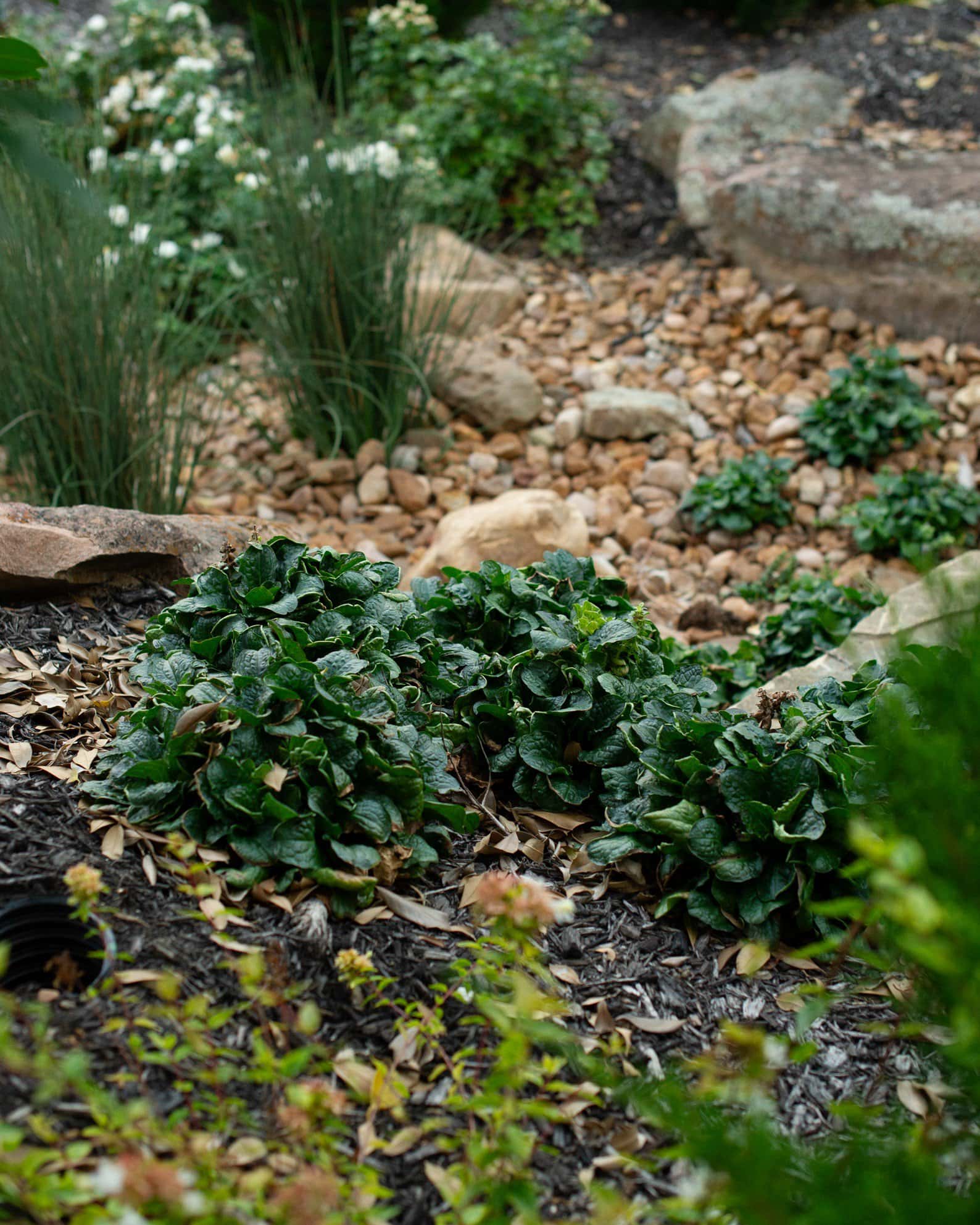 Caitlin's Giant Ajuga - Image 7