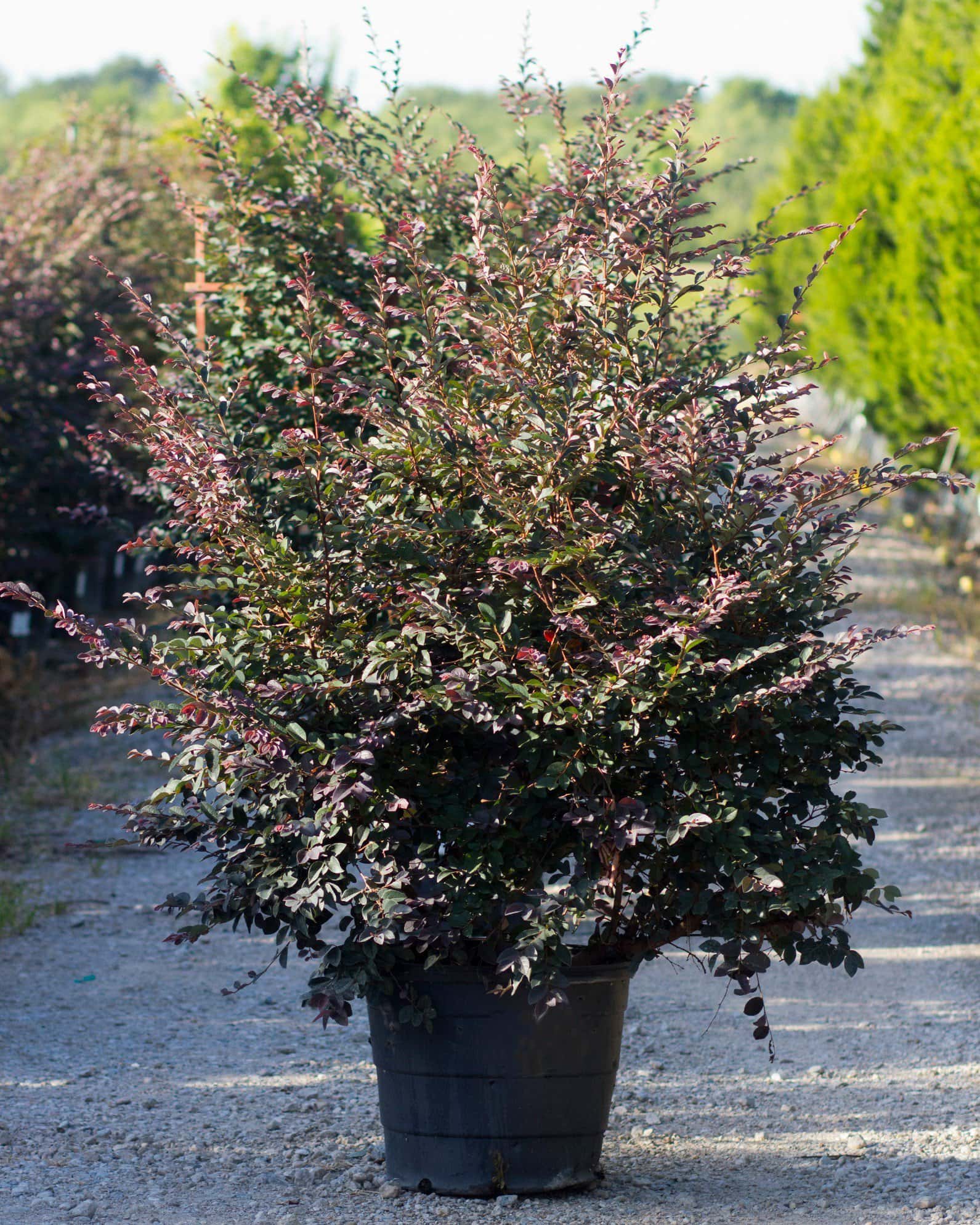 Carolina Midnight Loropetalum - Main Image