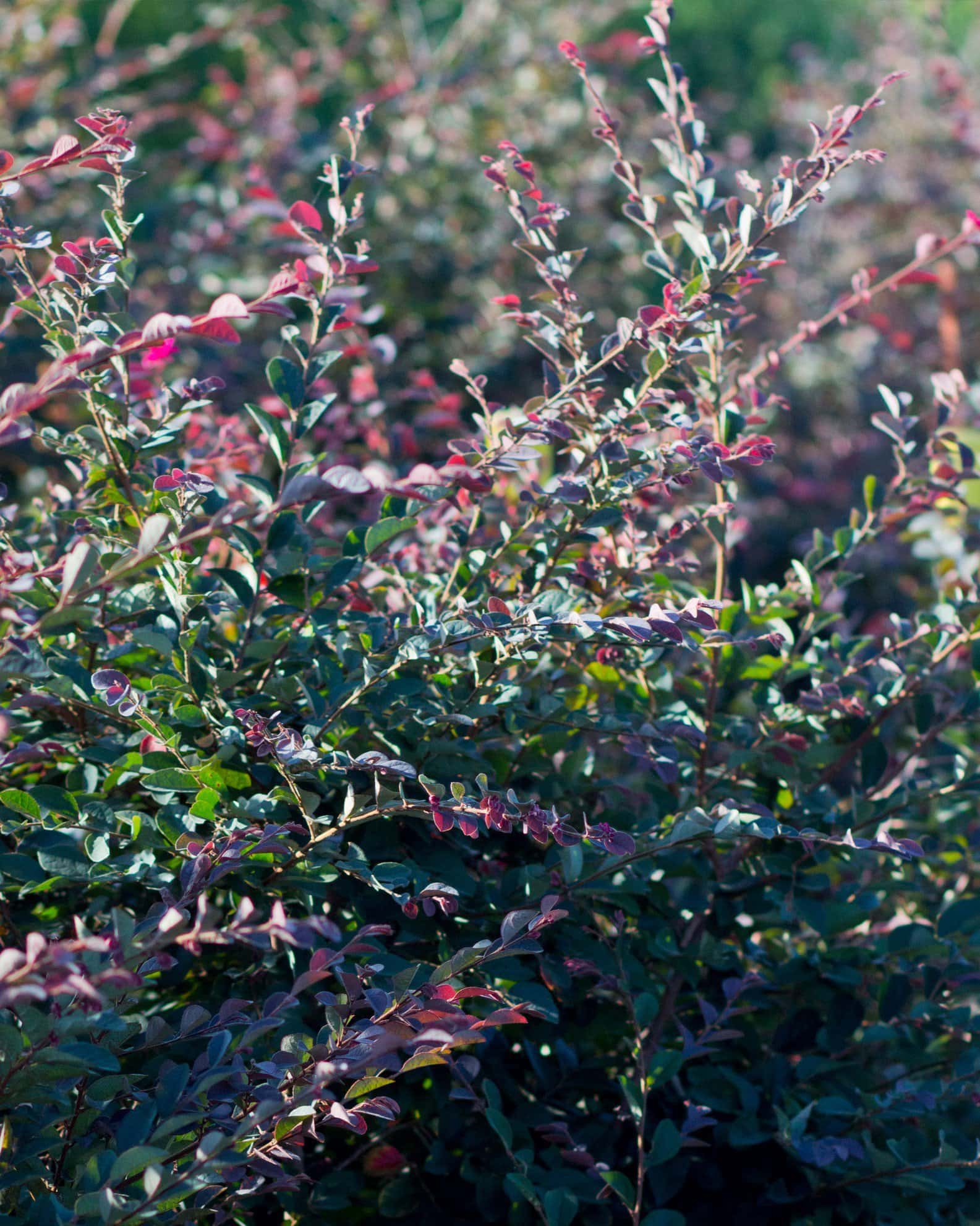 Carolina Midnight Loropetalum - Image 2