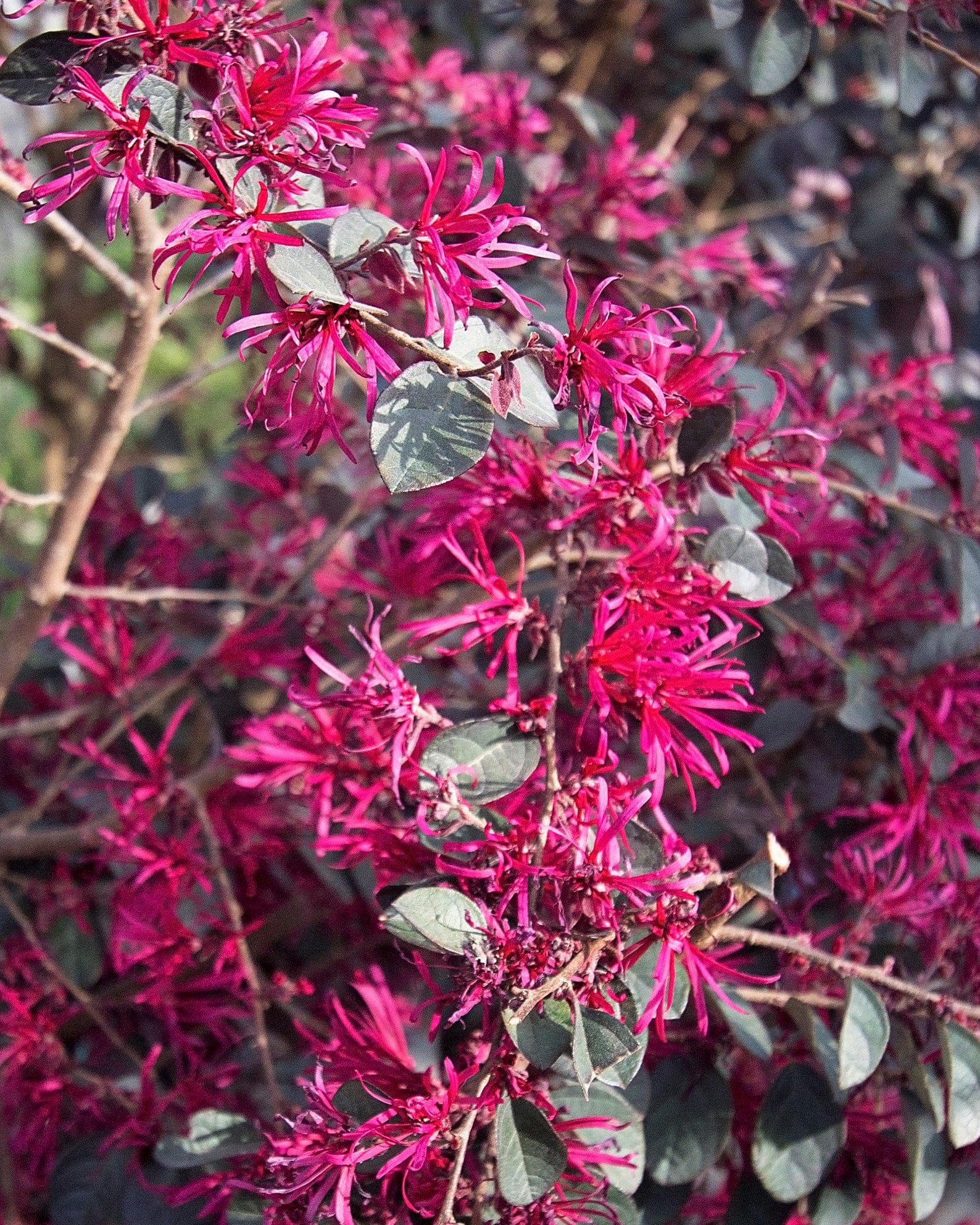 Carolina Midnight Loropetalum - view 3