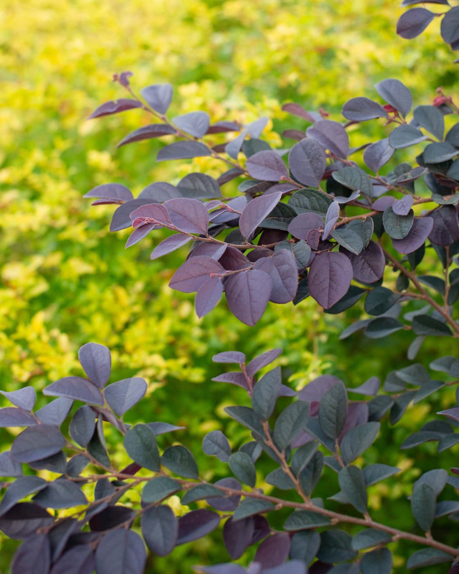 Carolina Midnight Loropetalum - Image 4