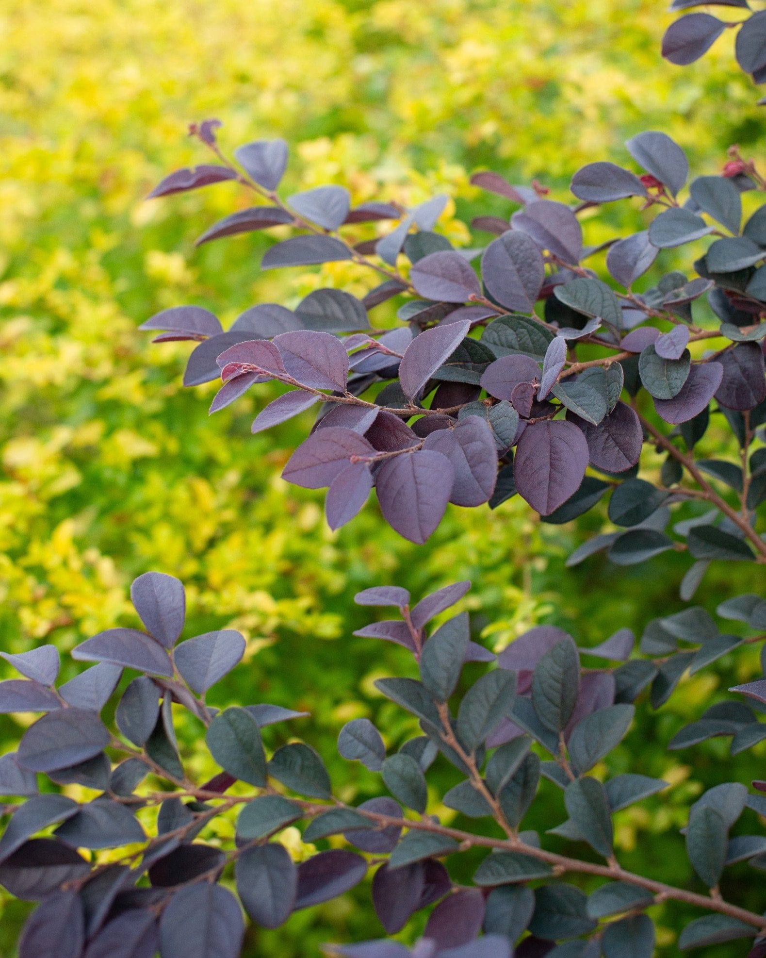 Carolina Midnight Loropetalum - view 4