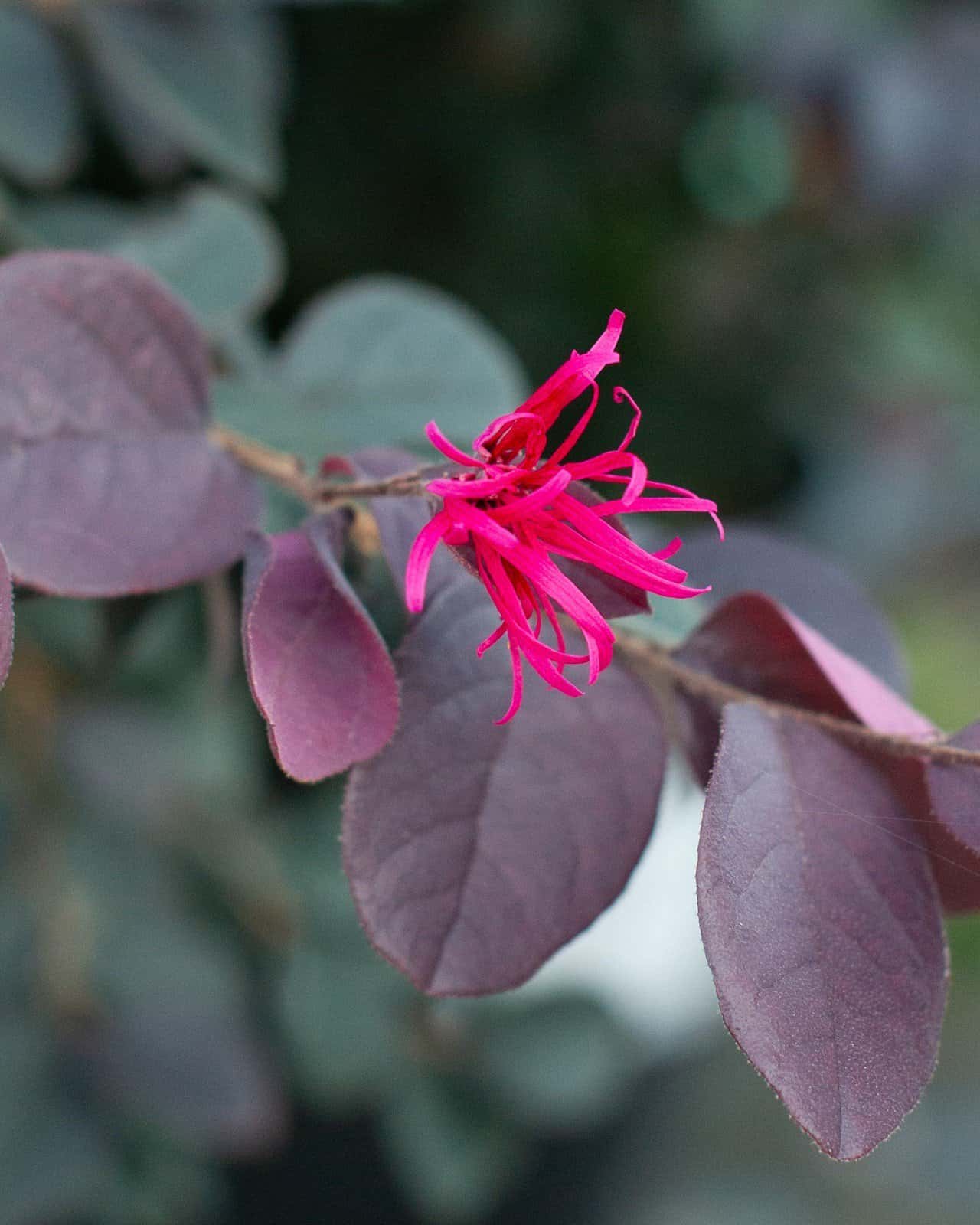 Carolina Midnight Loropetalum - Image 5