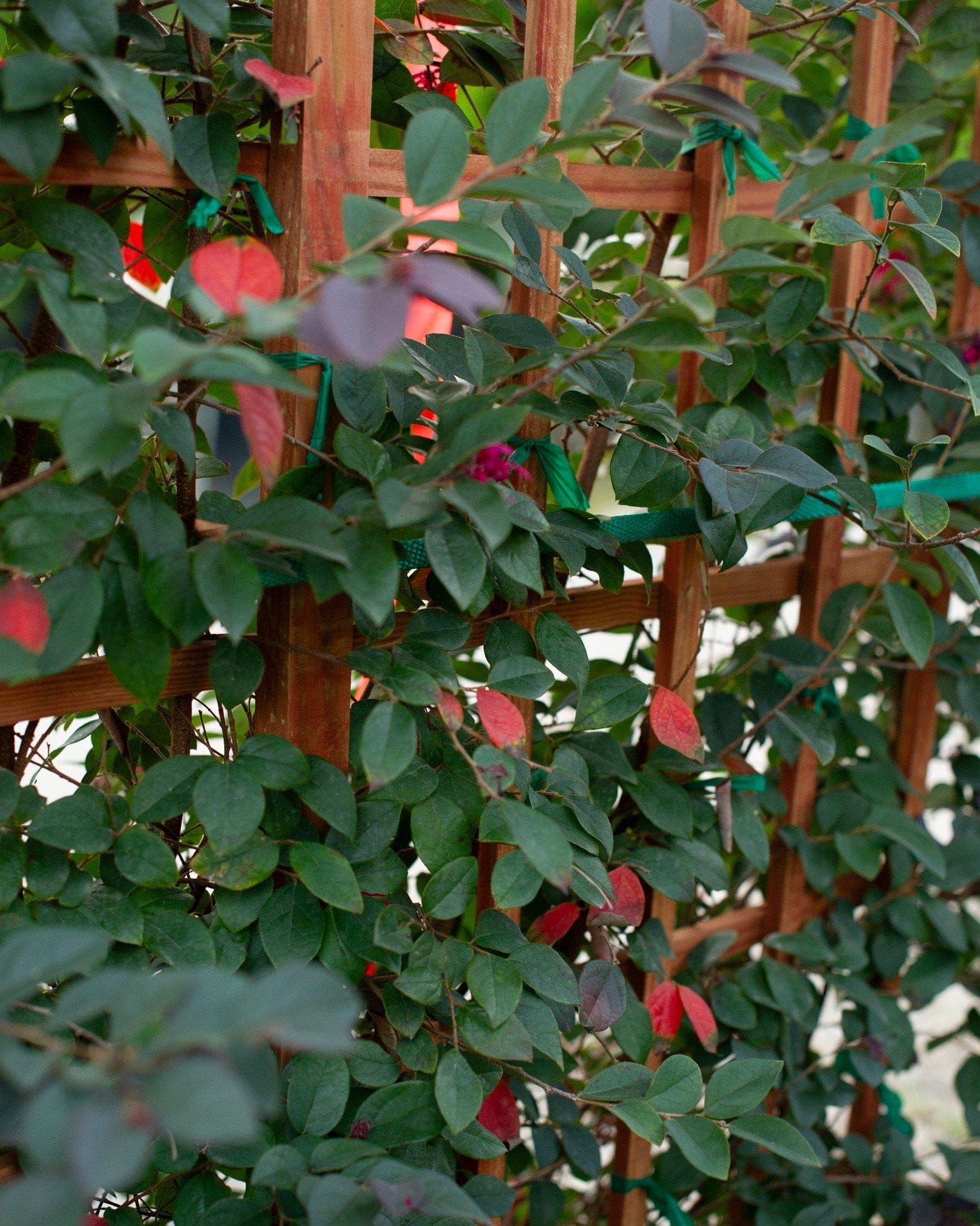 Carolina Midnight Loropetalum Espalier - view 4