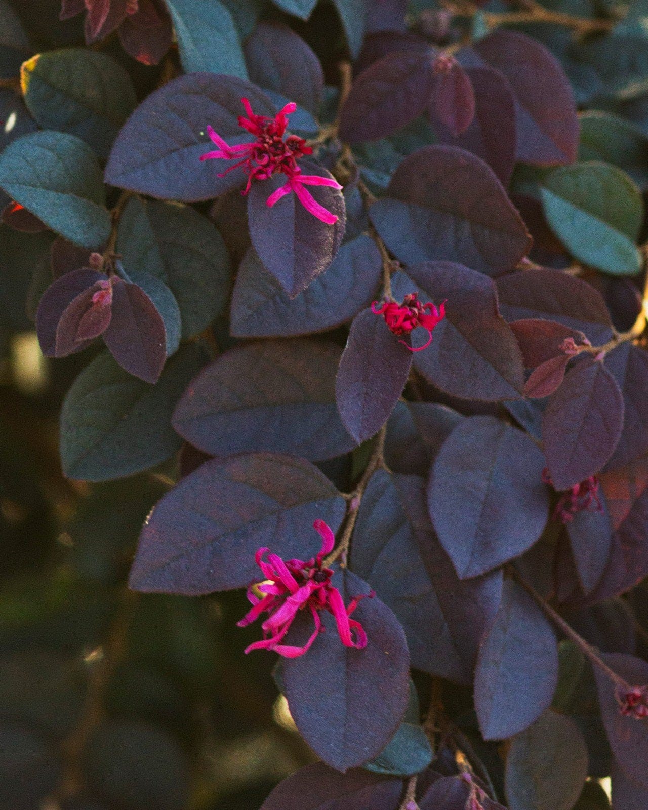 Carolina Midnight Loropetalum Espalier - view 5