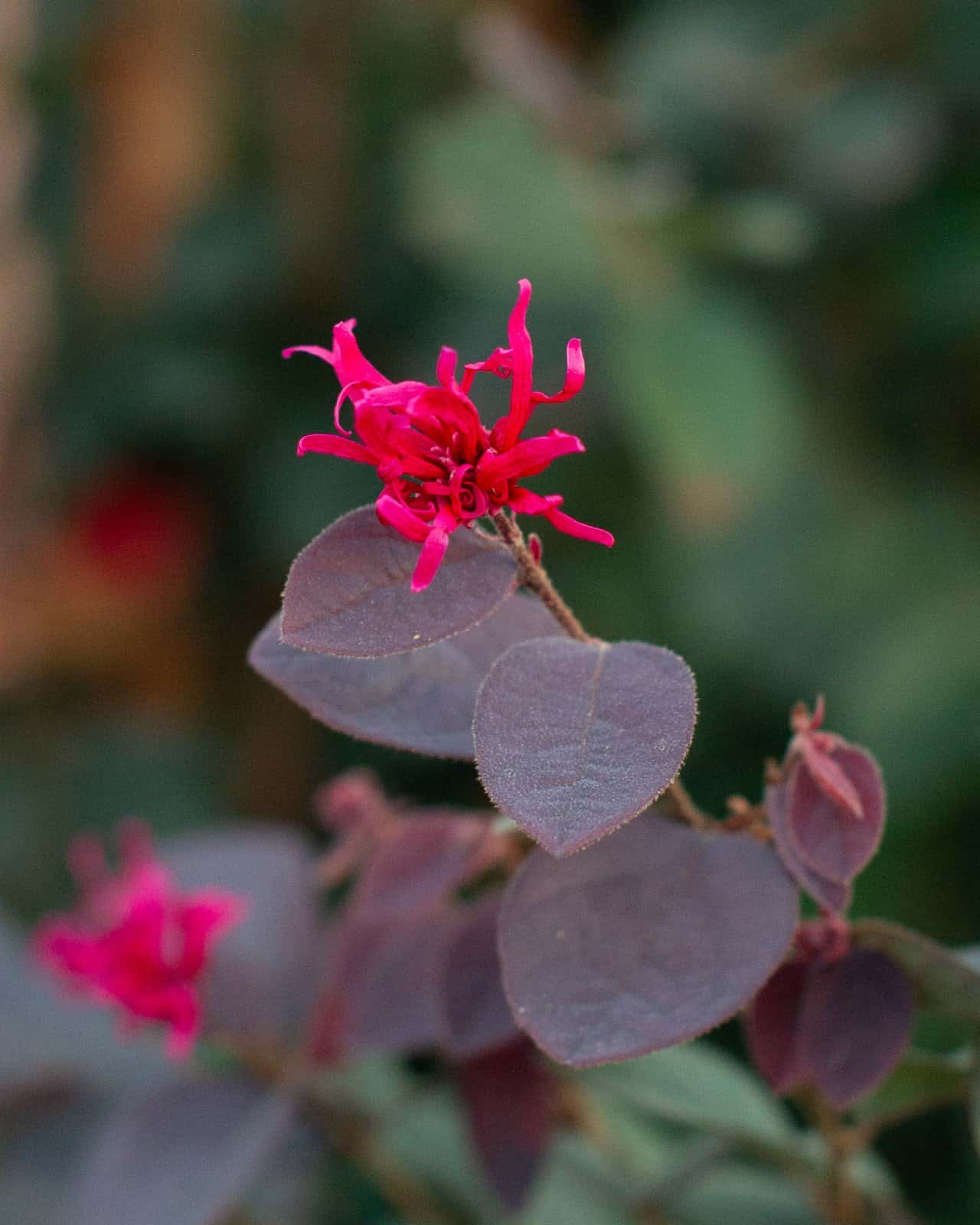 Carolina Midnight Loropetalum Espalier - Image 6