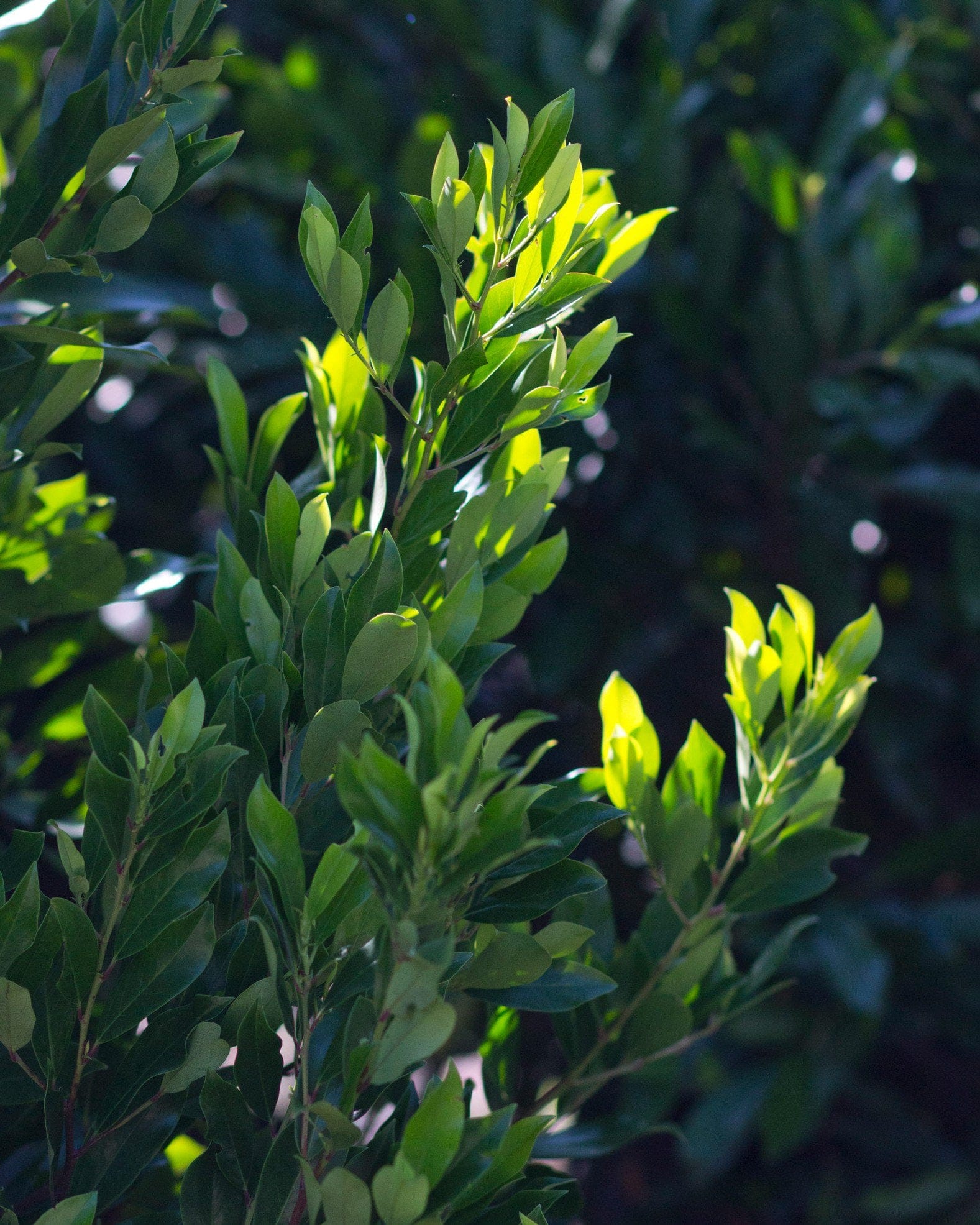 Cherry Laurel Bright 'N Tight - view 3