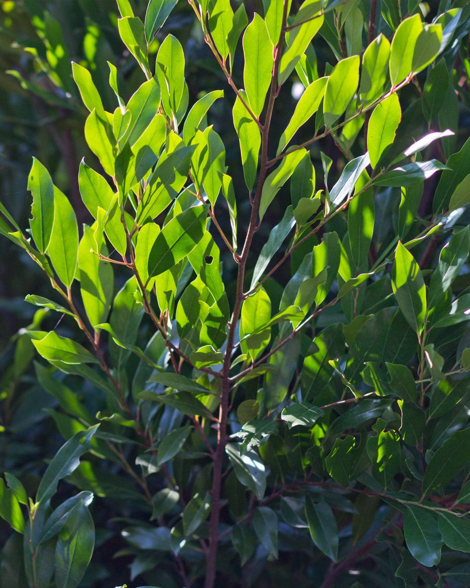 Cherry Laurel Bright 'N Tight - view 4