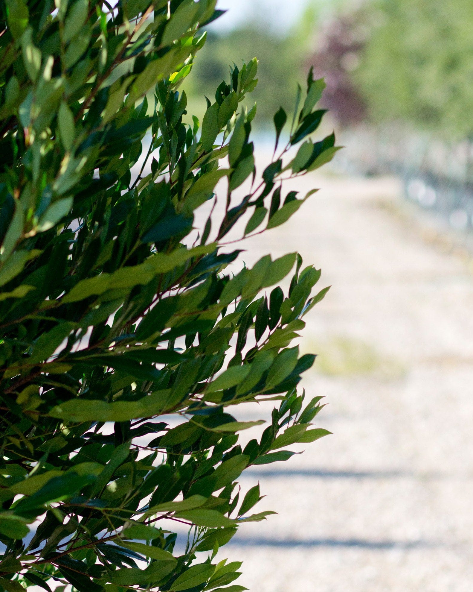 Cherry Laurel Bright 'N Tight - view 5