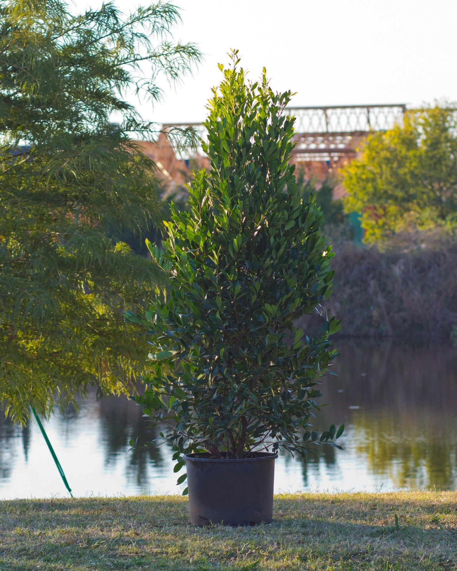 Cherry Laurel Everbrite